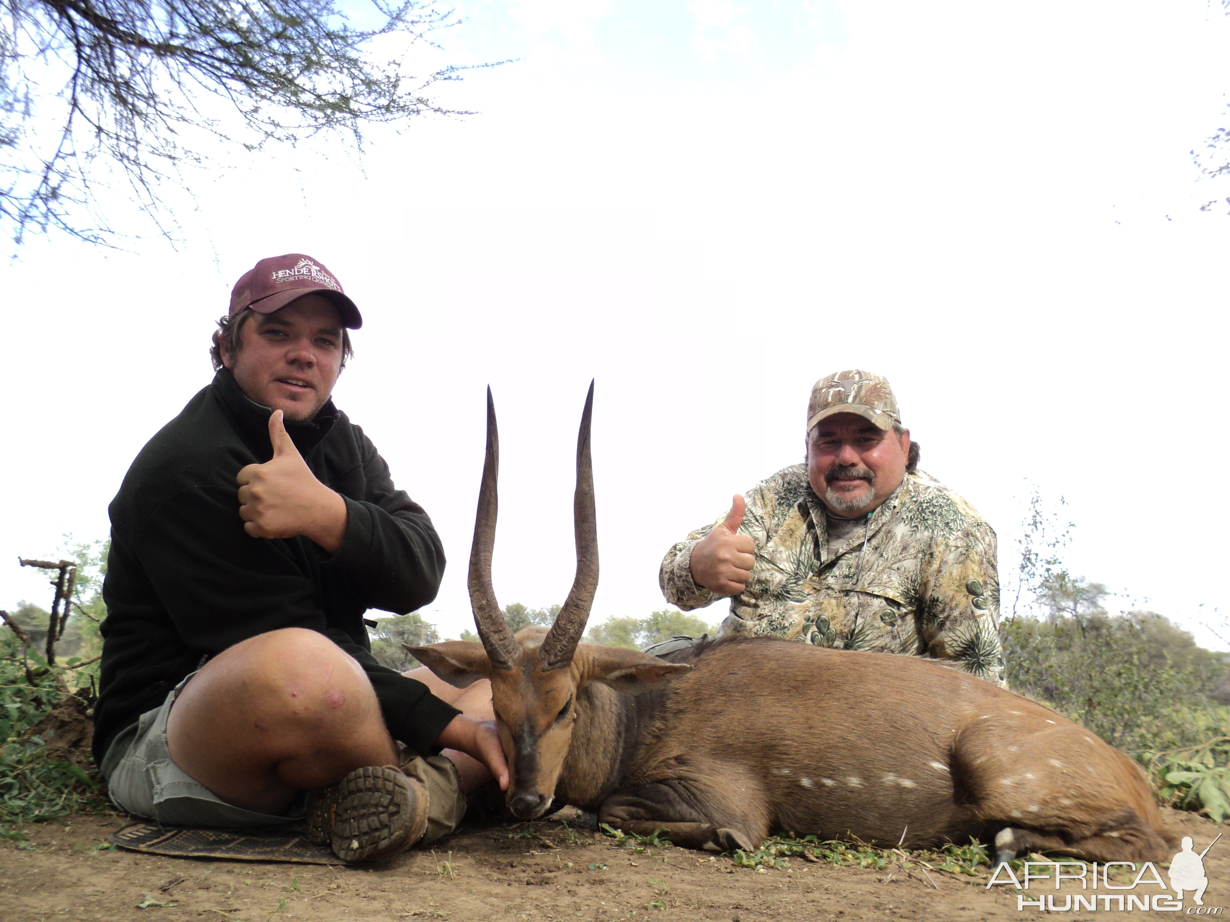 Limpopo Bushbuck;2010