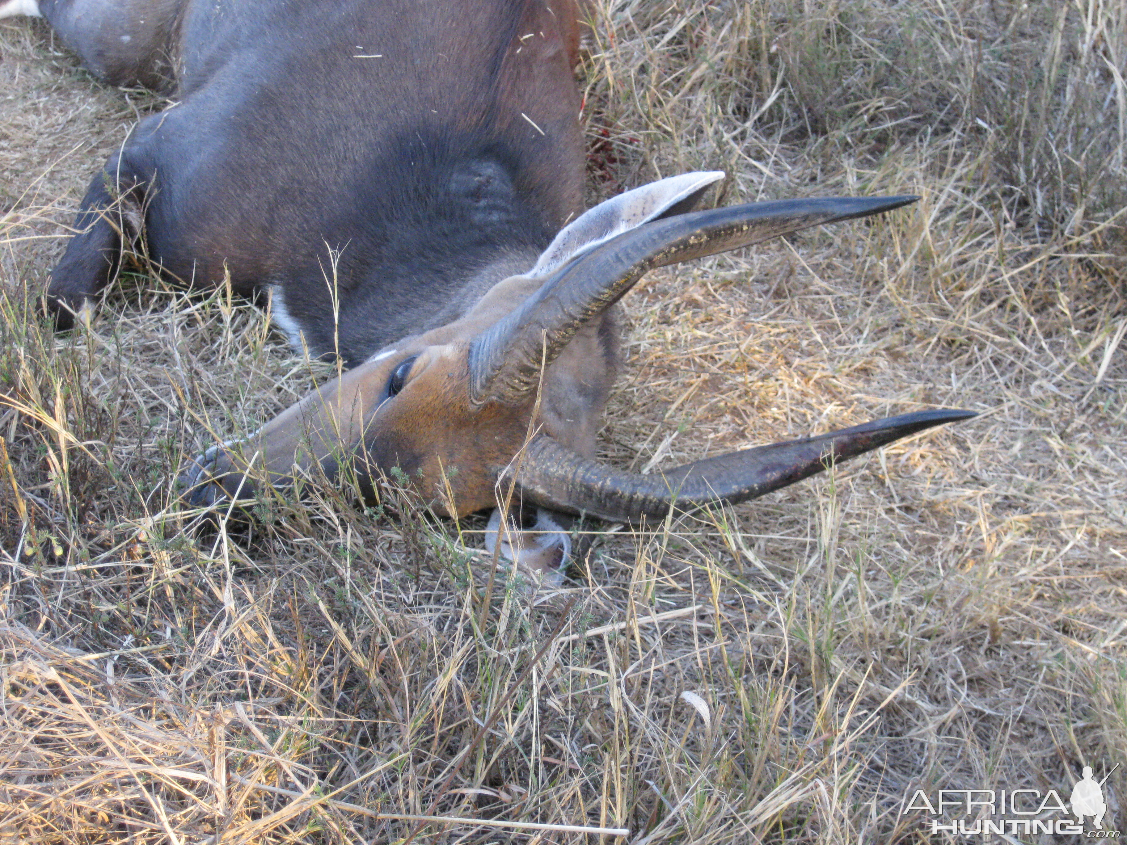 Limpopo bushbuck