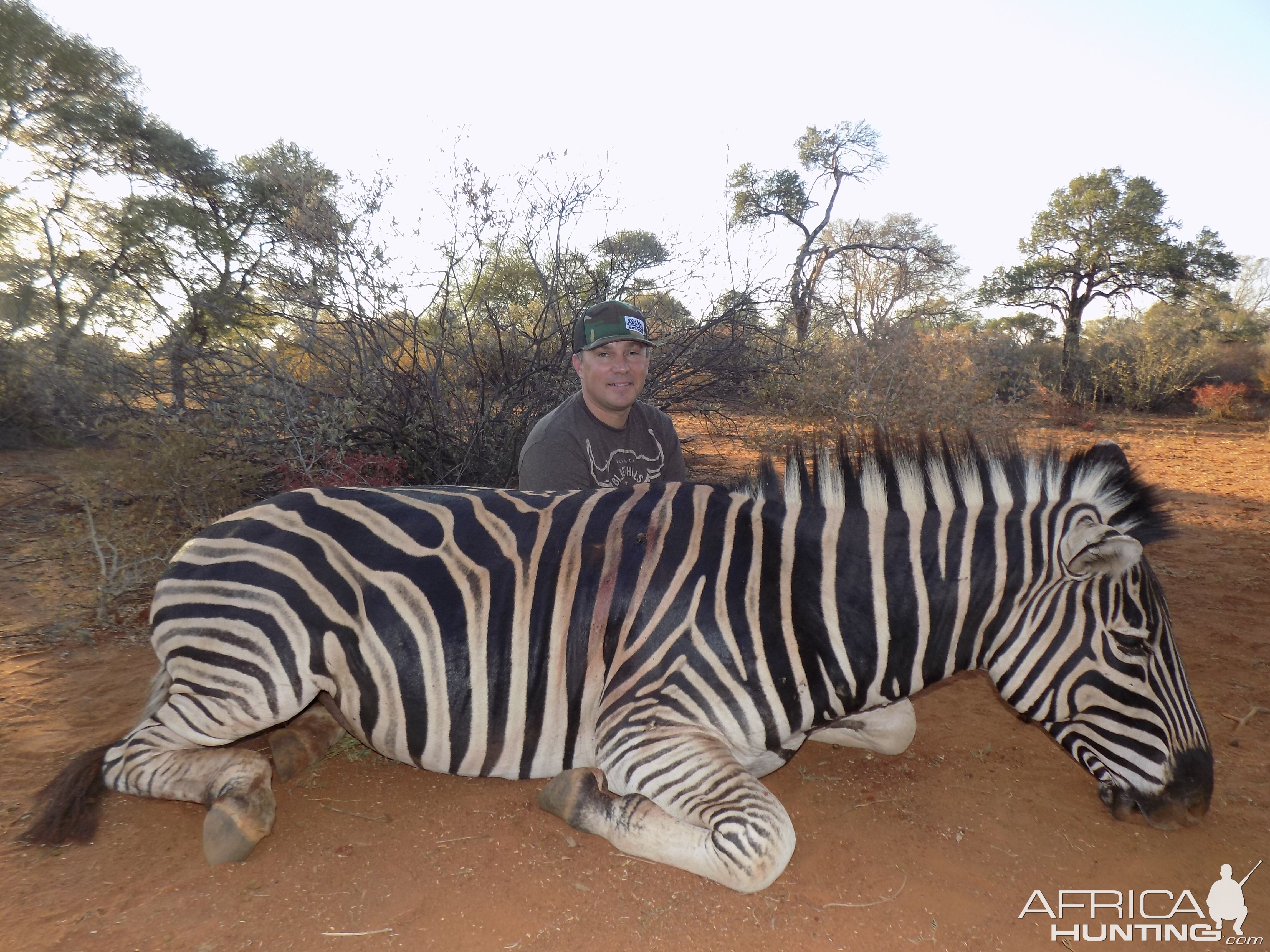 Limpopo Zebra