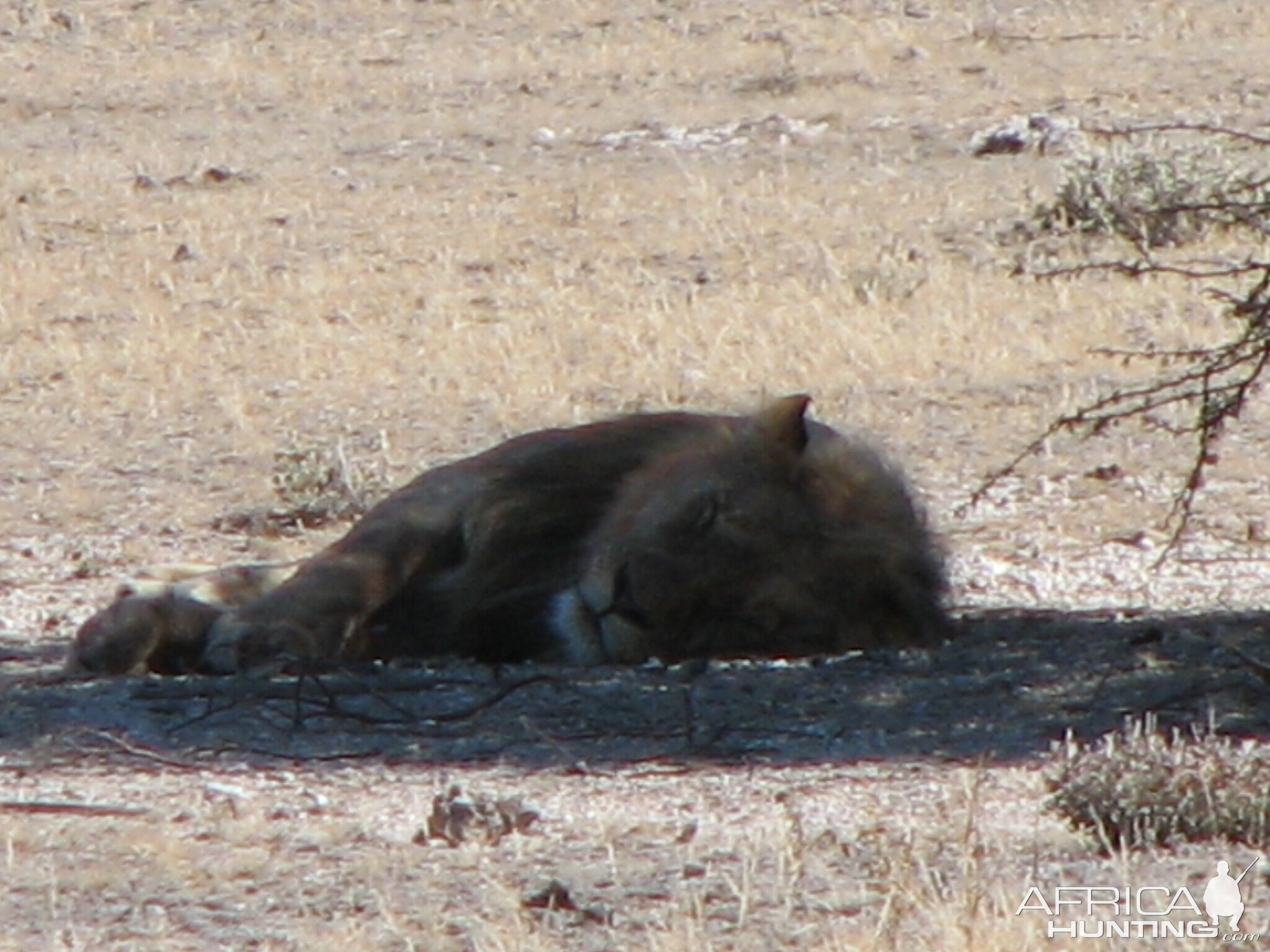 Lion at Etosha National Park, Namibia