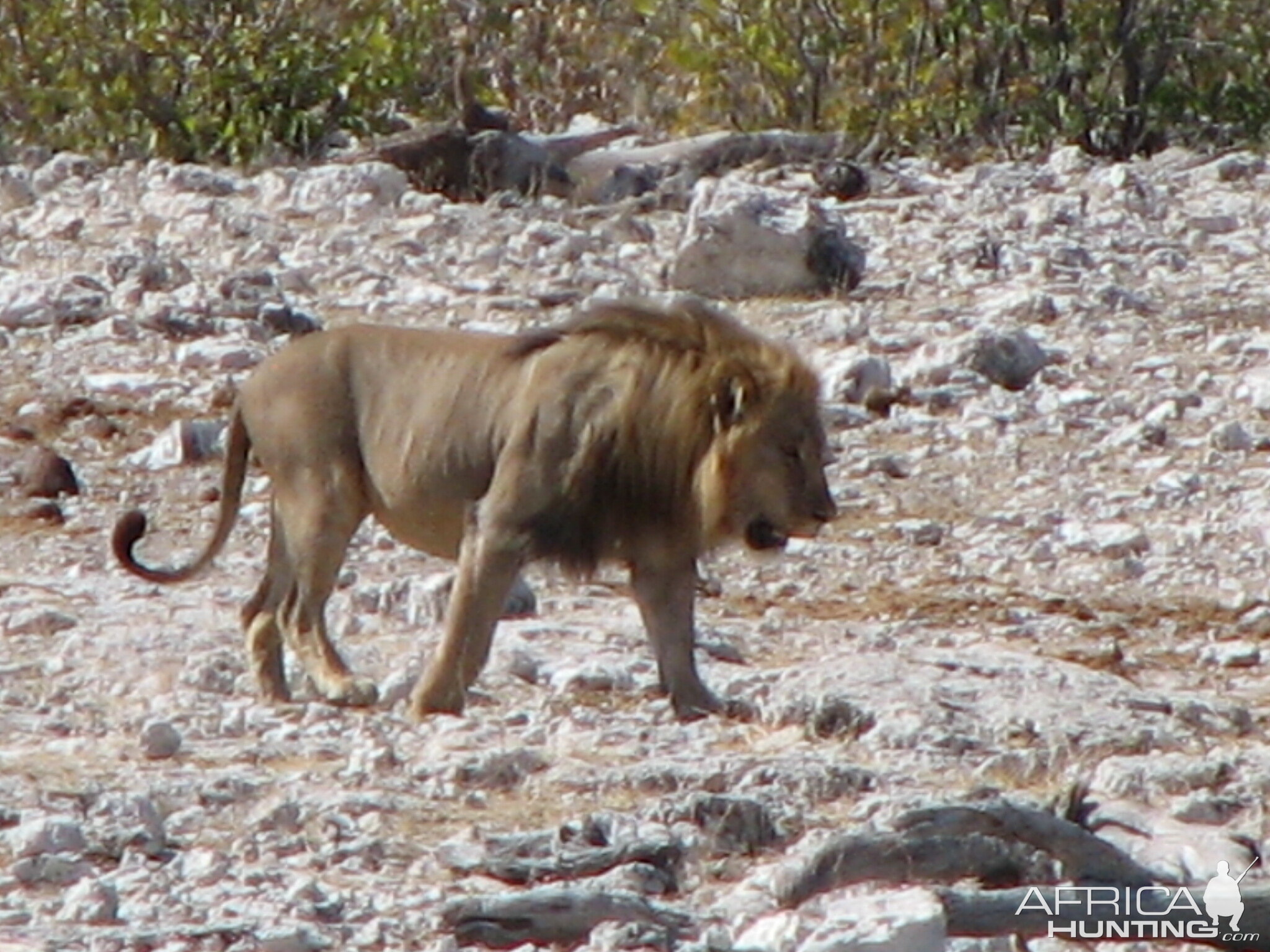 Lion at Etosha National Park, Namibia