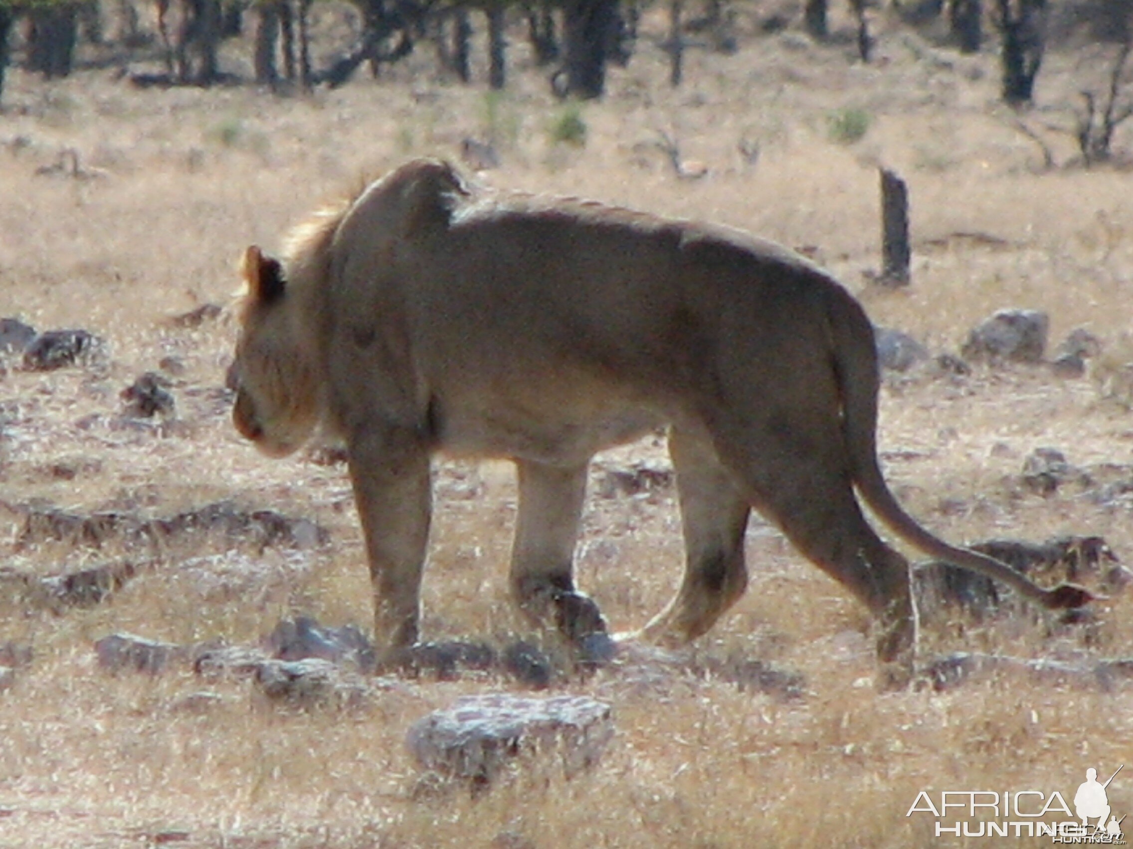 Lion at Etosha National Park, Namibia