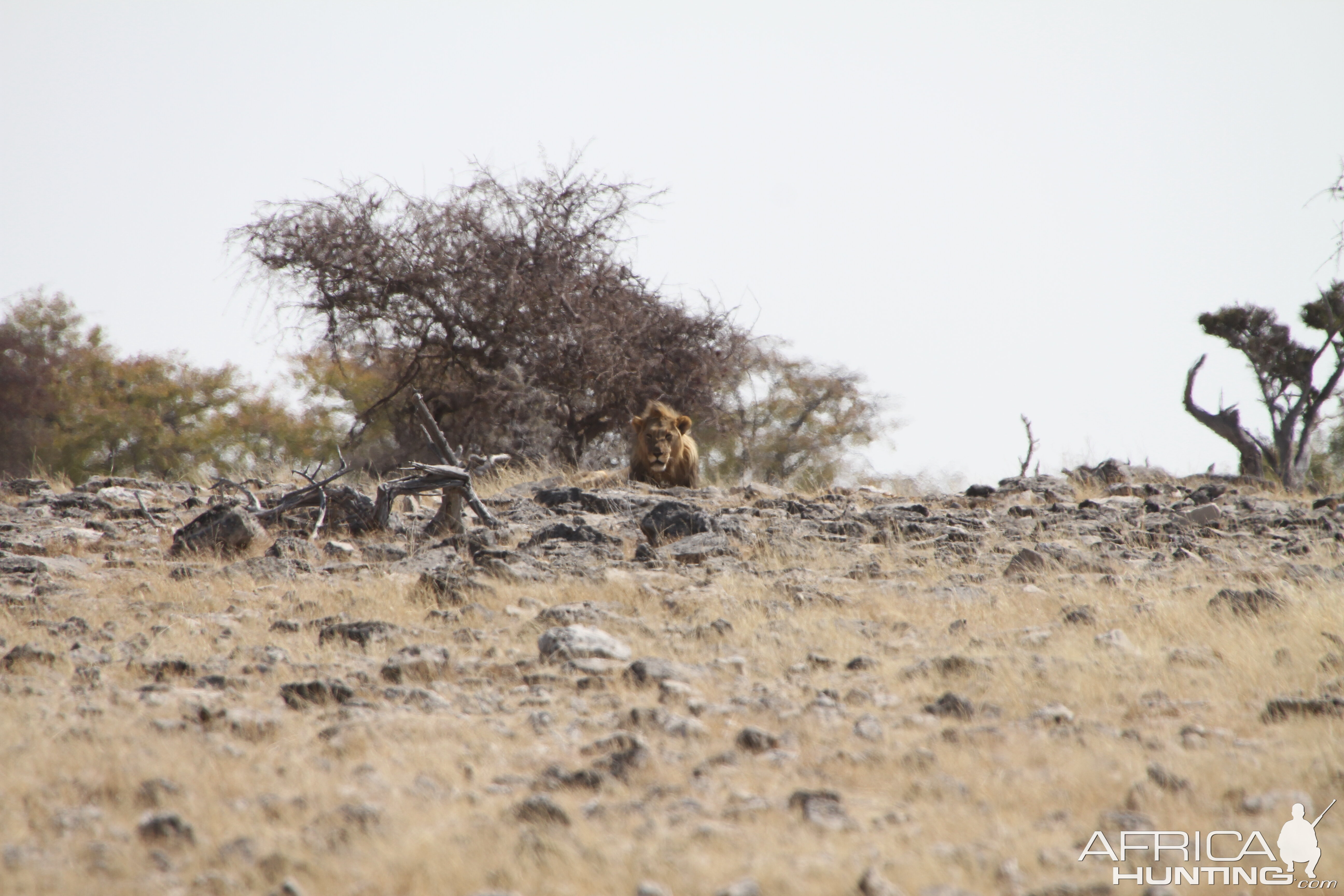 Lion at Etosha National Park