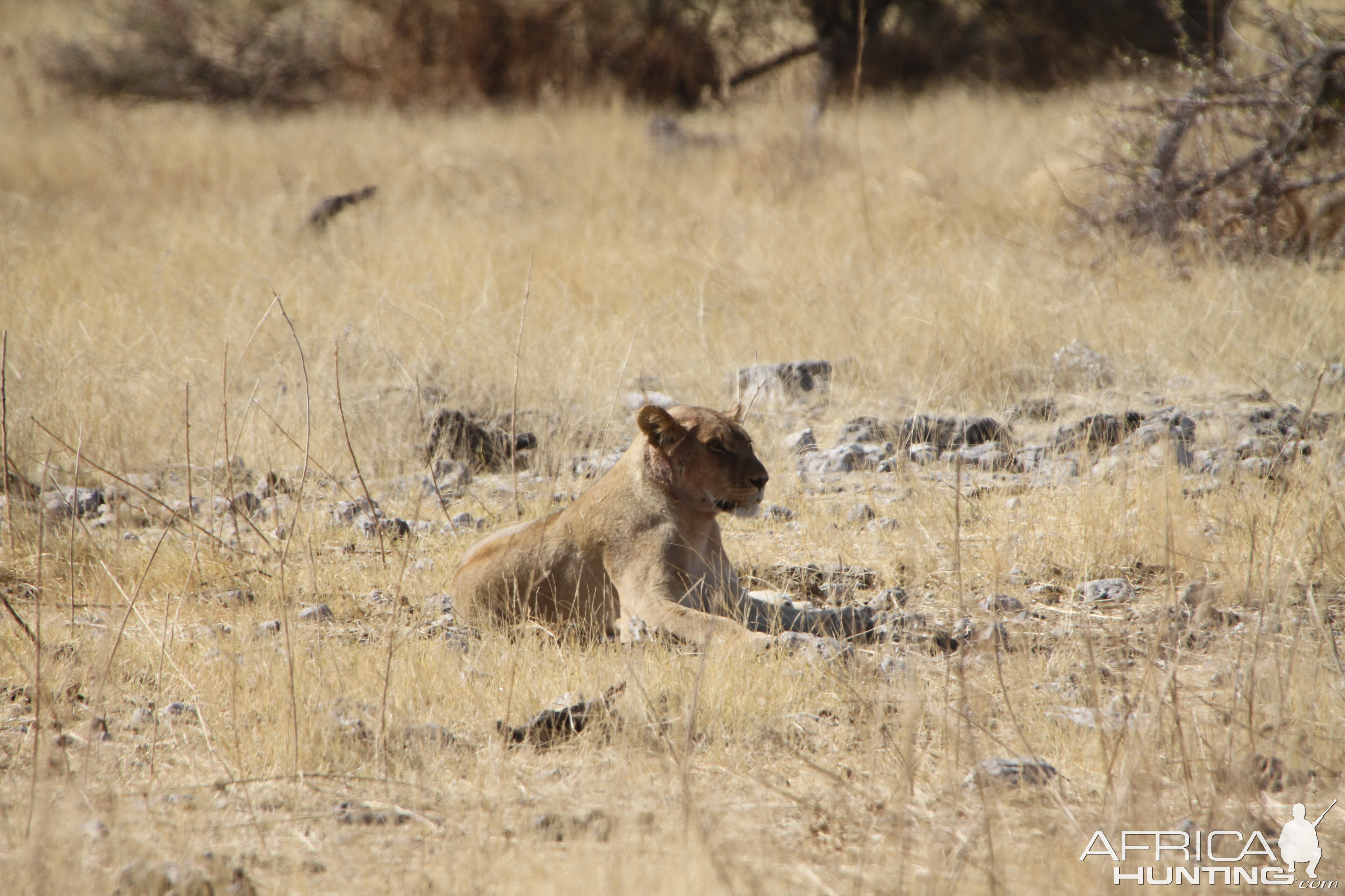 Lion at Etosha National Park