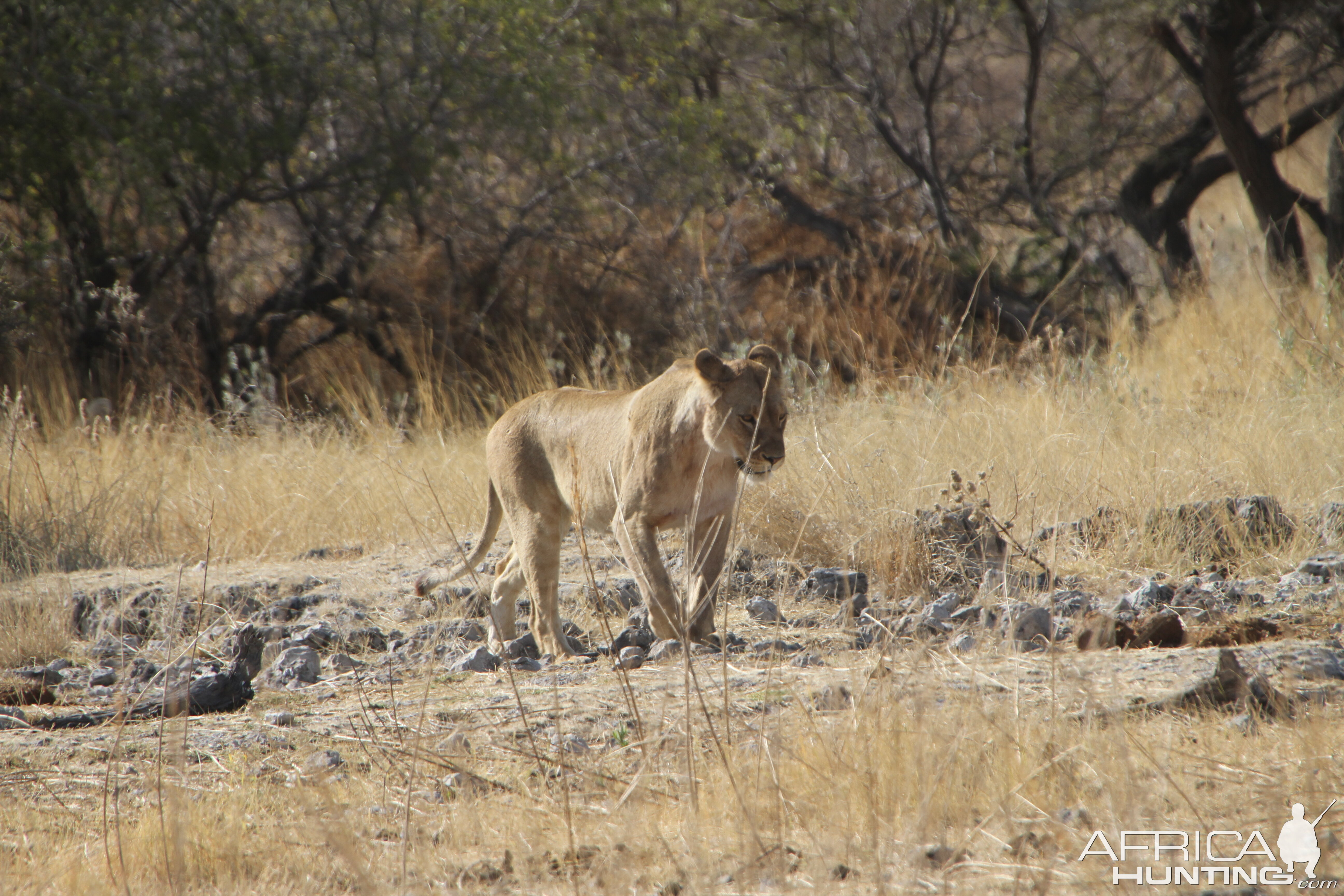 Lion at Etosha National Park