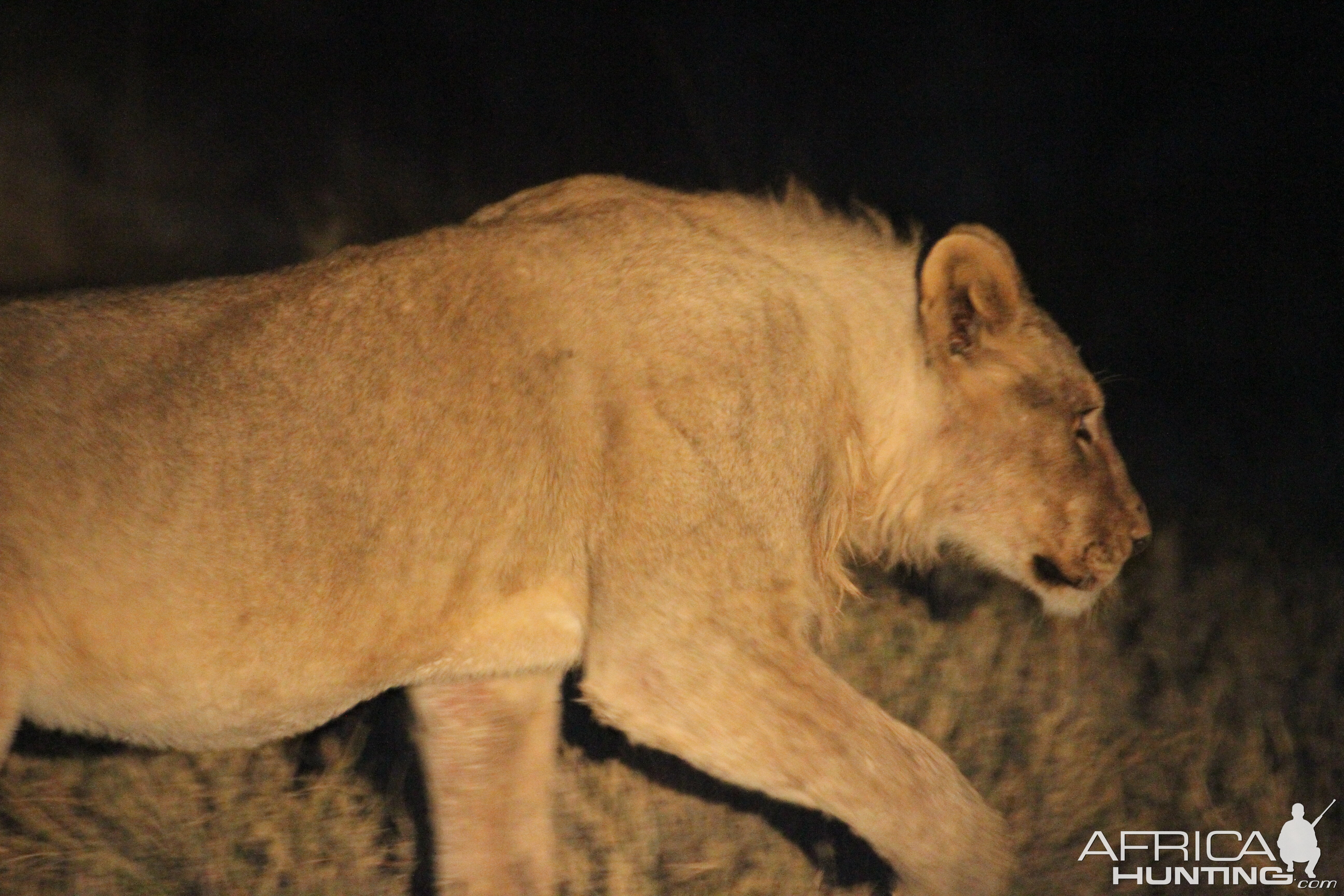 Lion at Etosha National Park