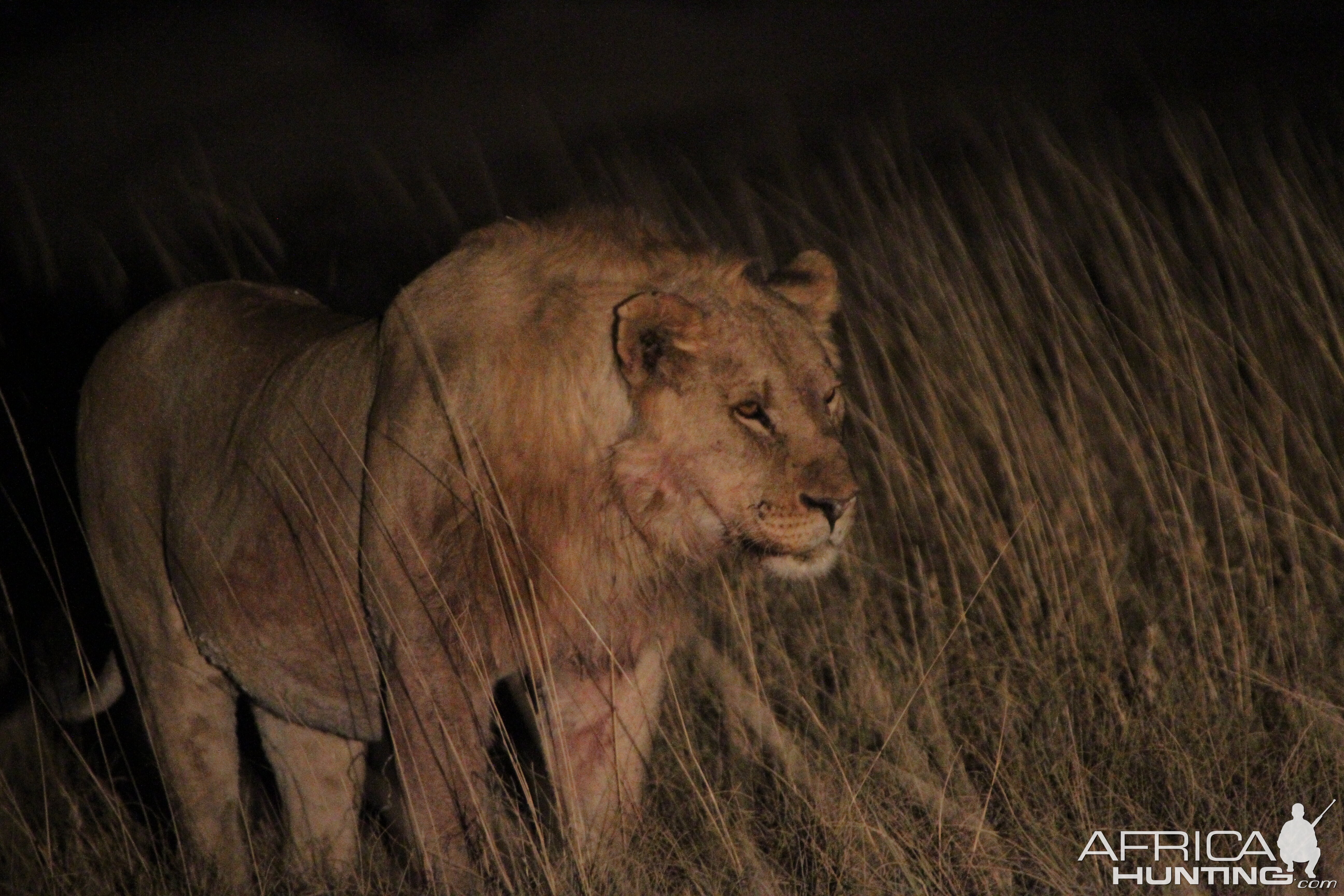 Lion at Etosha National Park