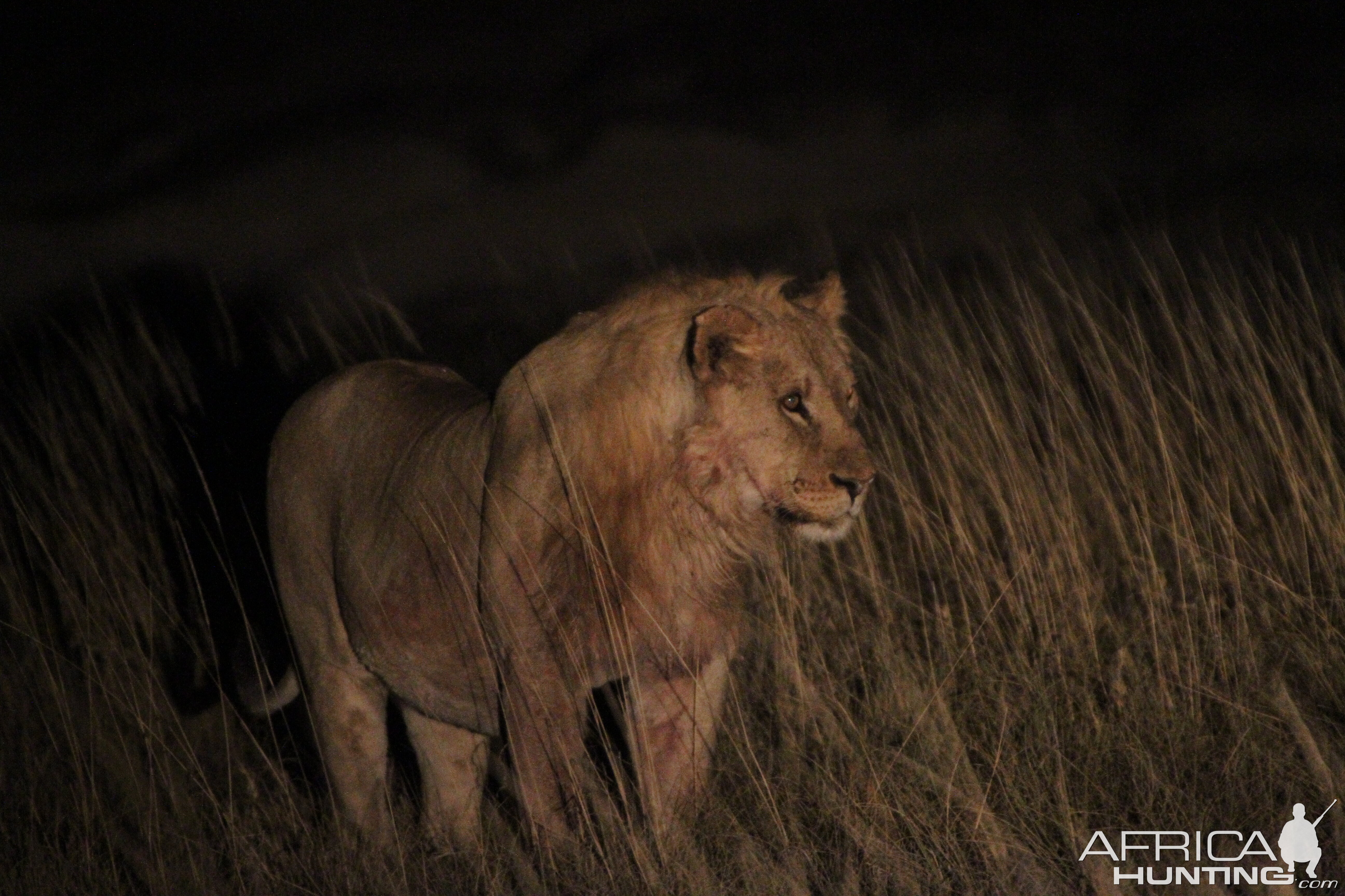 Lion at Etosha National Park