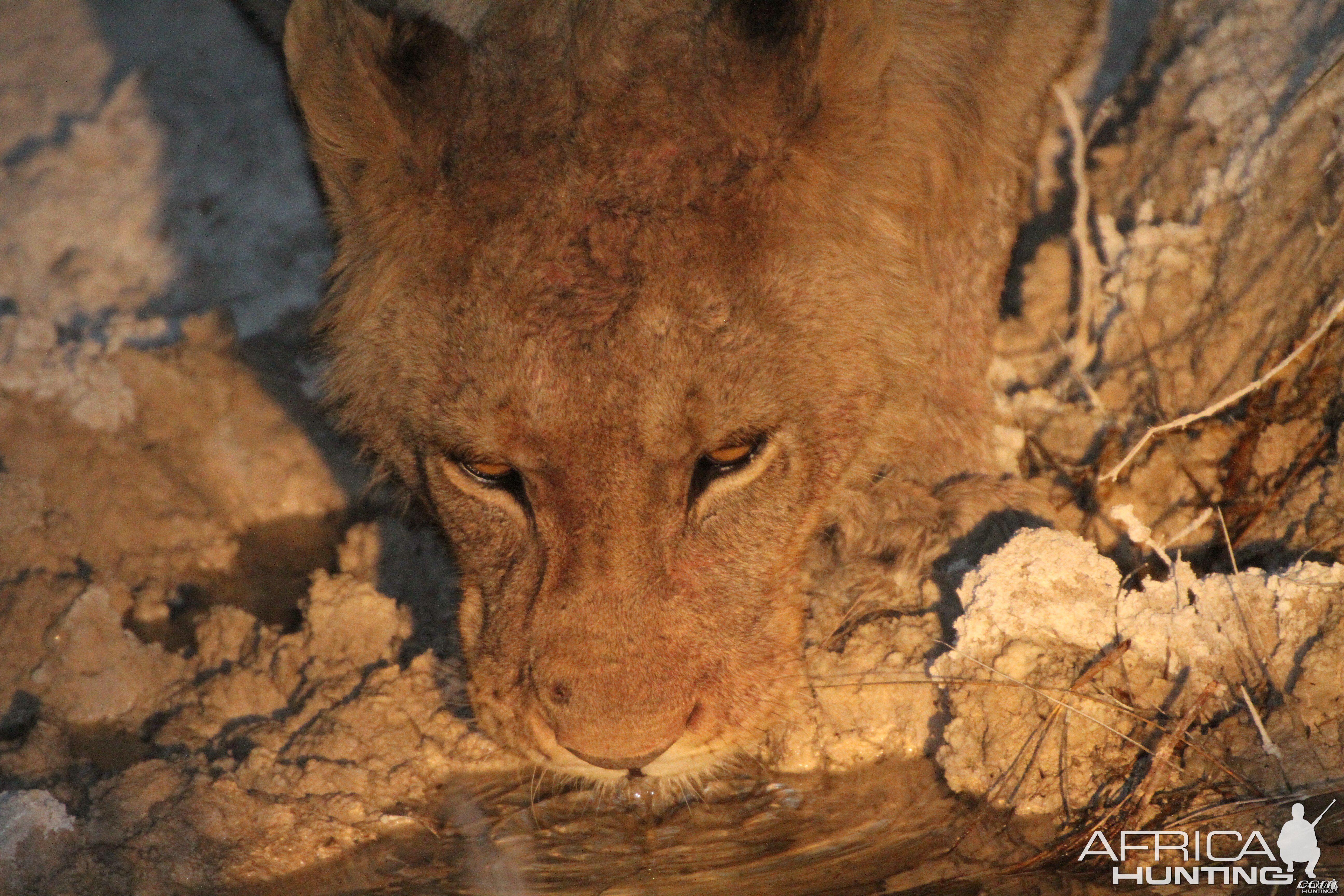 Lion at Etosha National Park