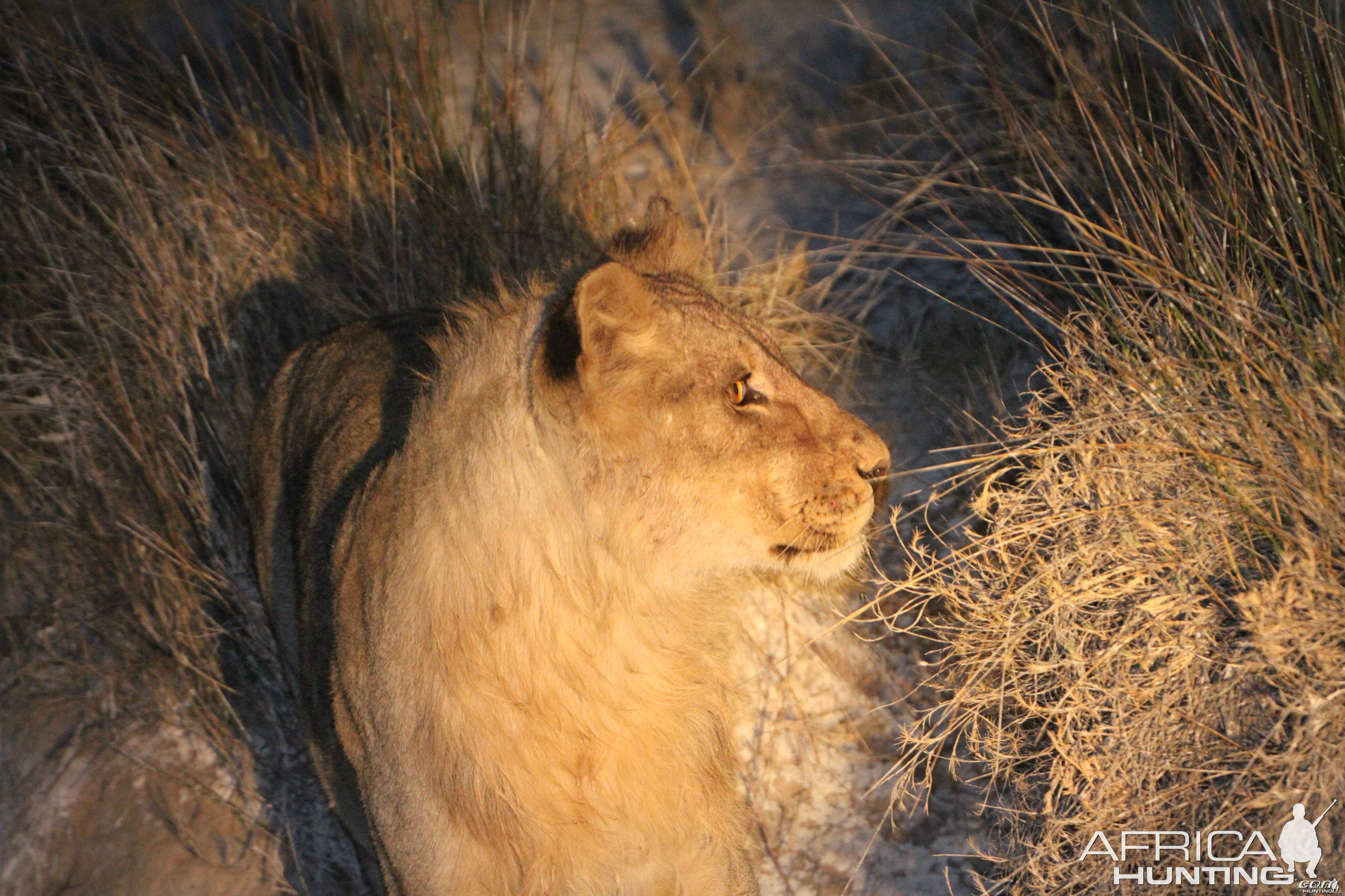 Lion at Etosha National Park