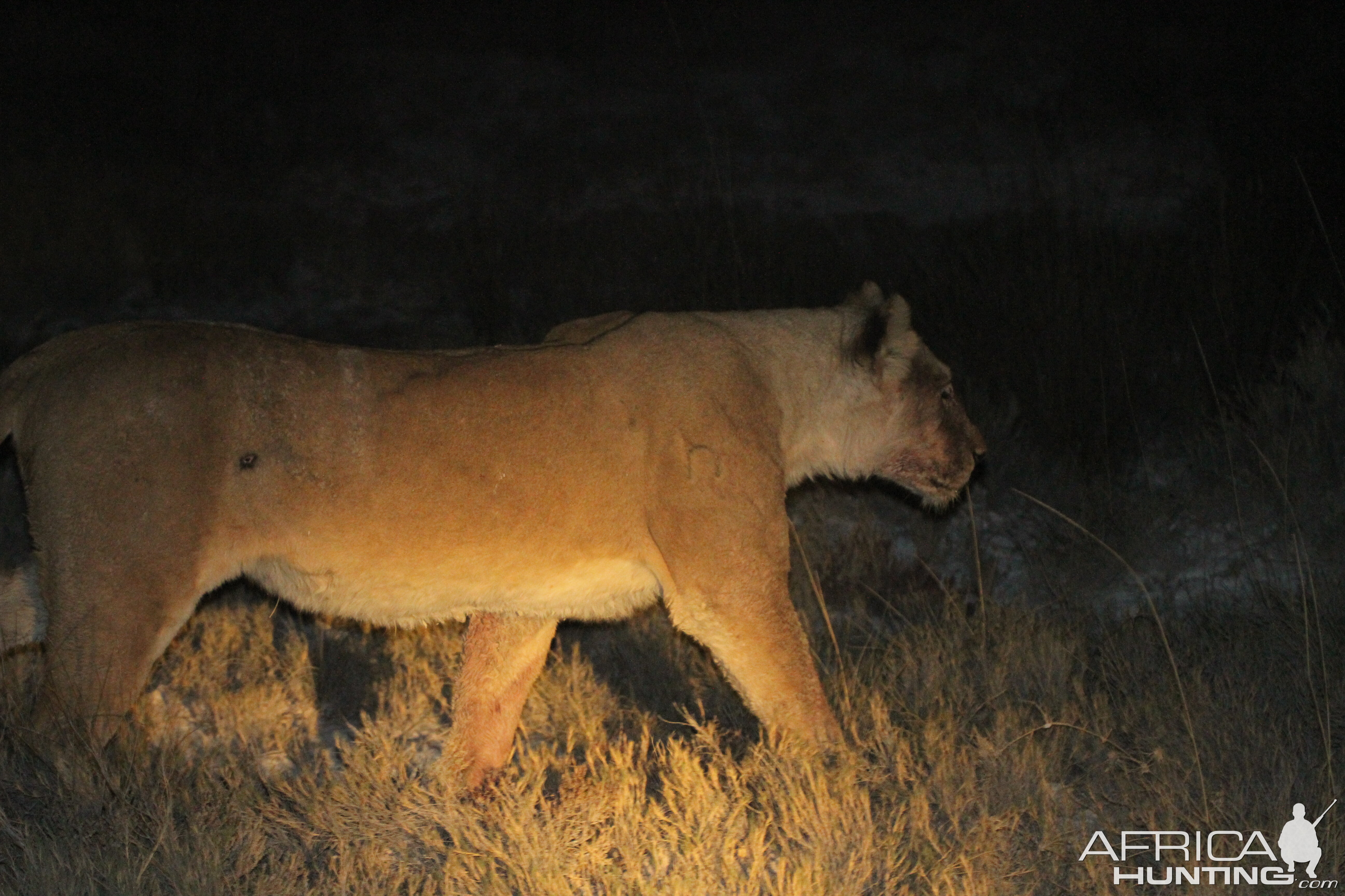 Lion at Etosha National Park