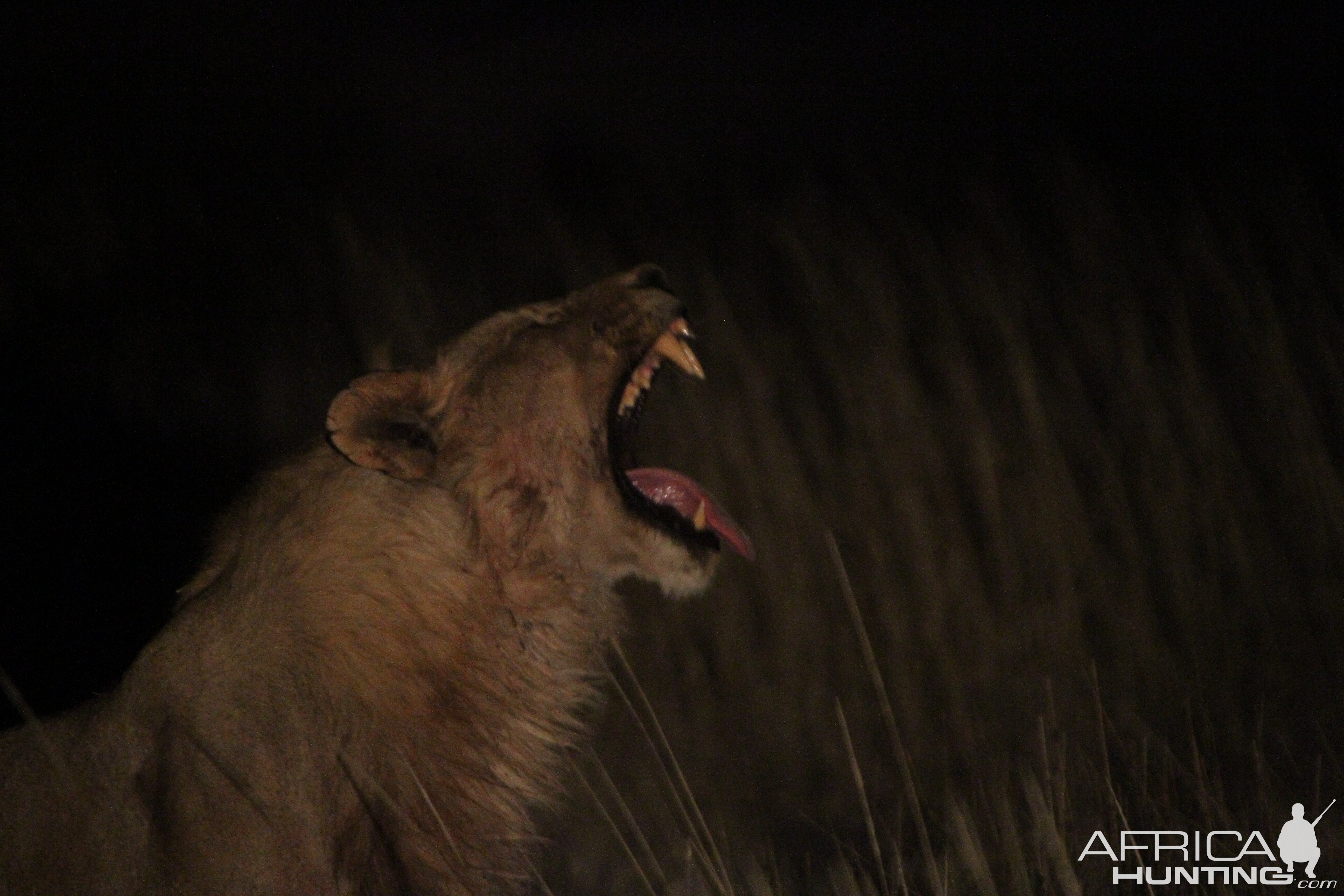 Lion at Etosha National Park