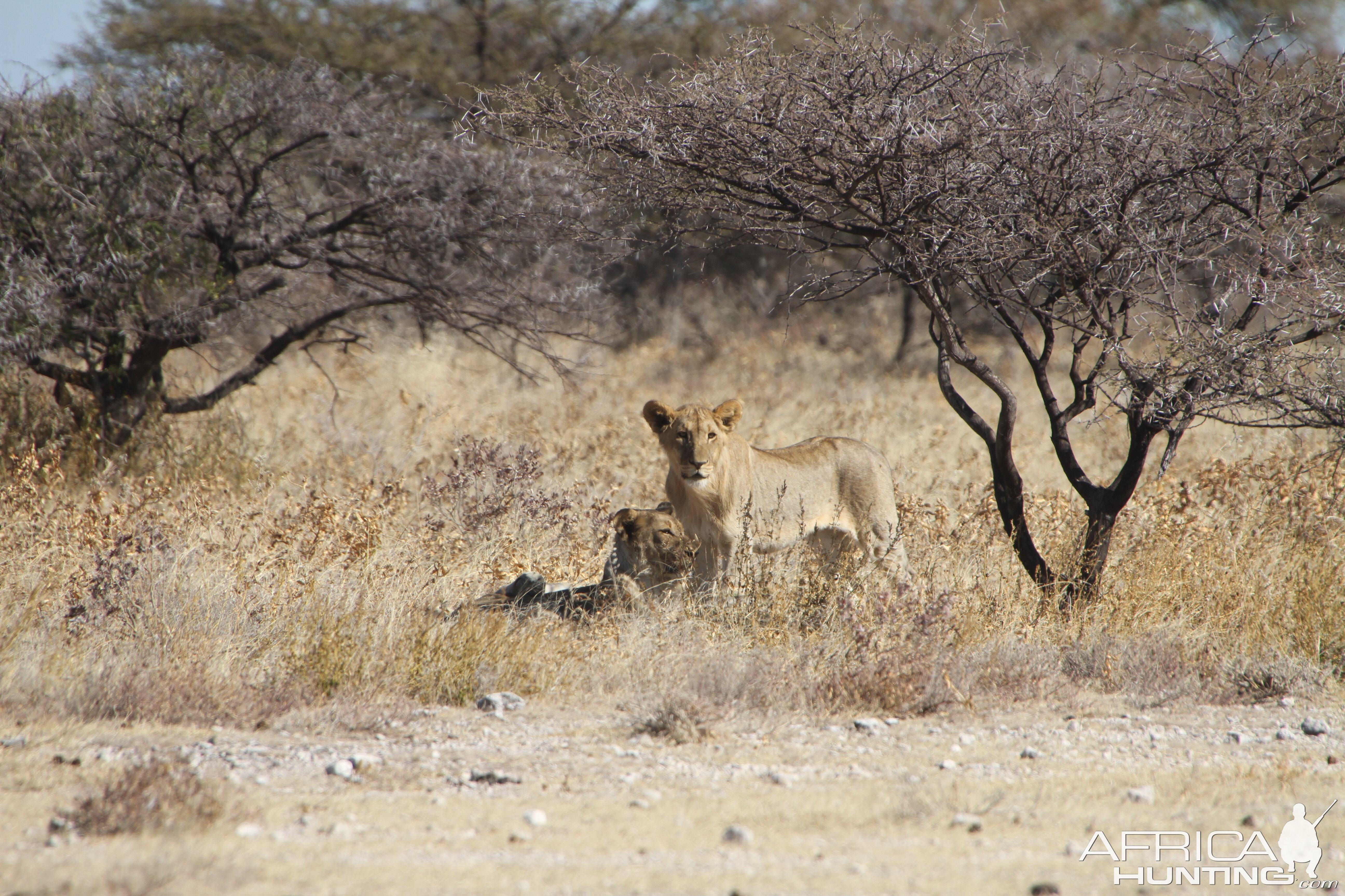 Lion at Etosha National Park