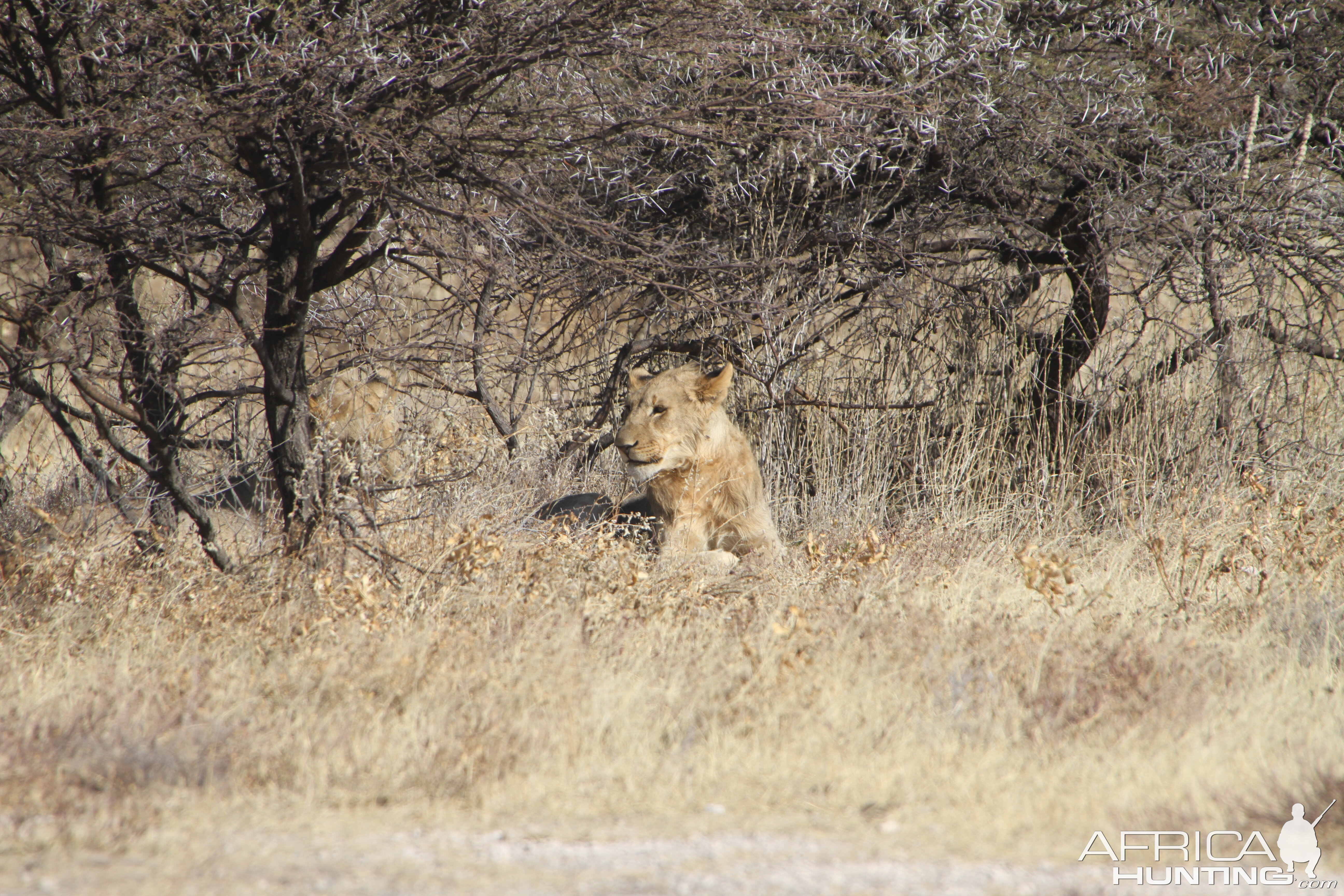 Lion at Etosha National Park