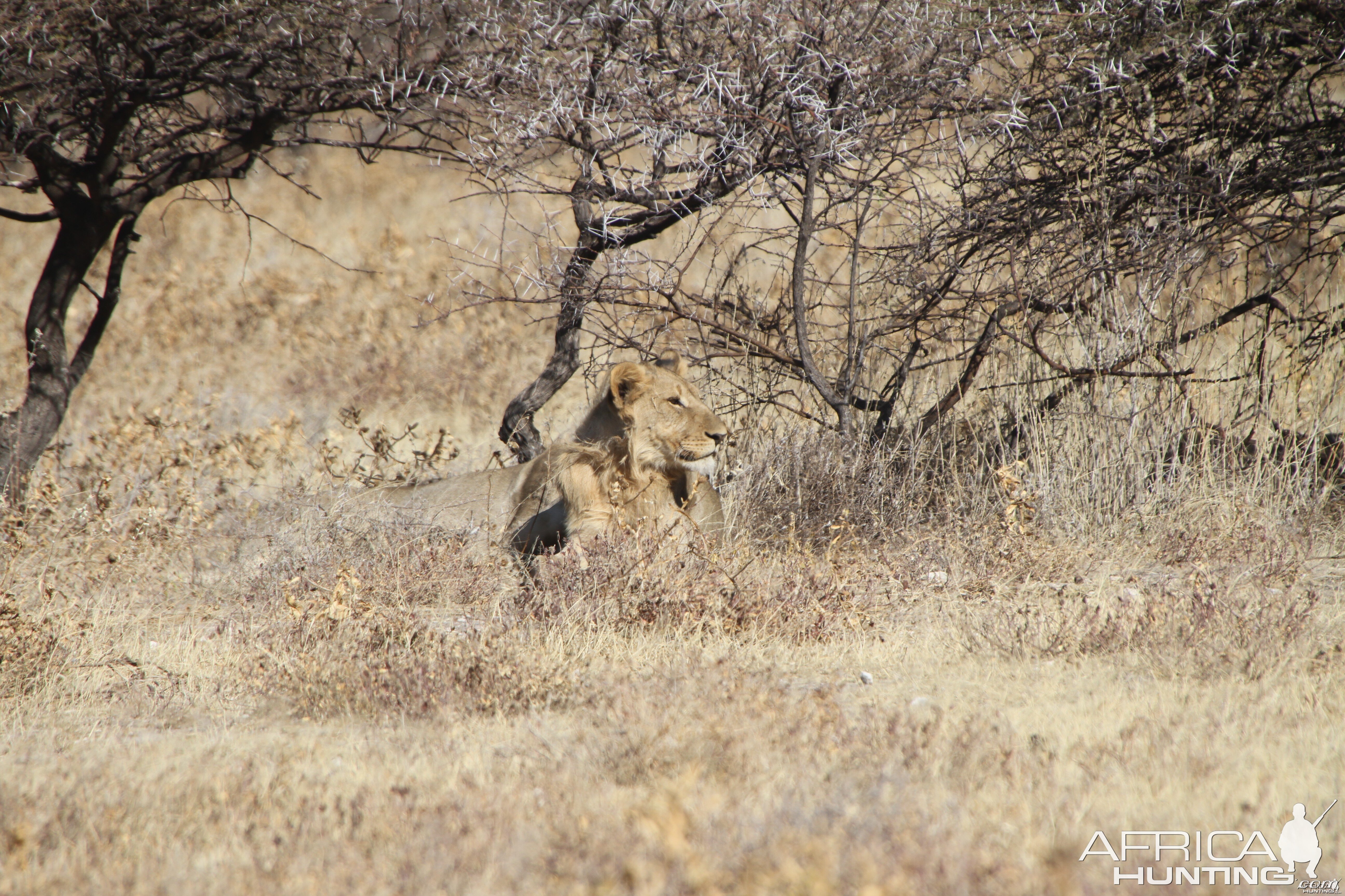 Lion at Etosha National Park