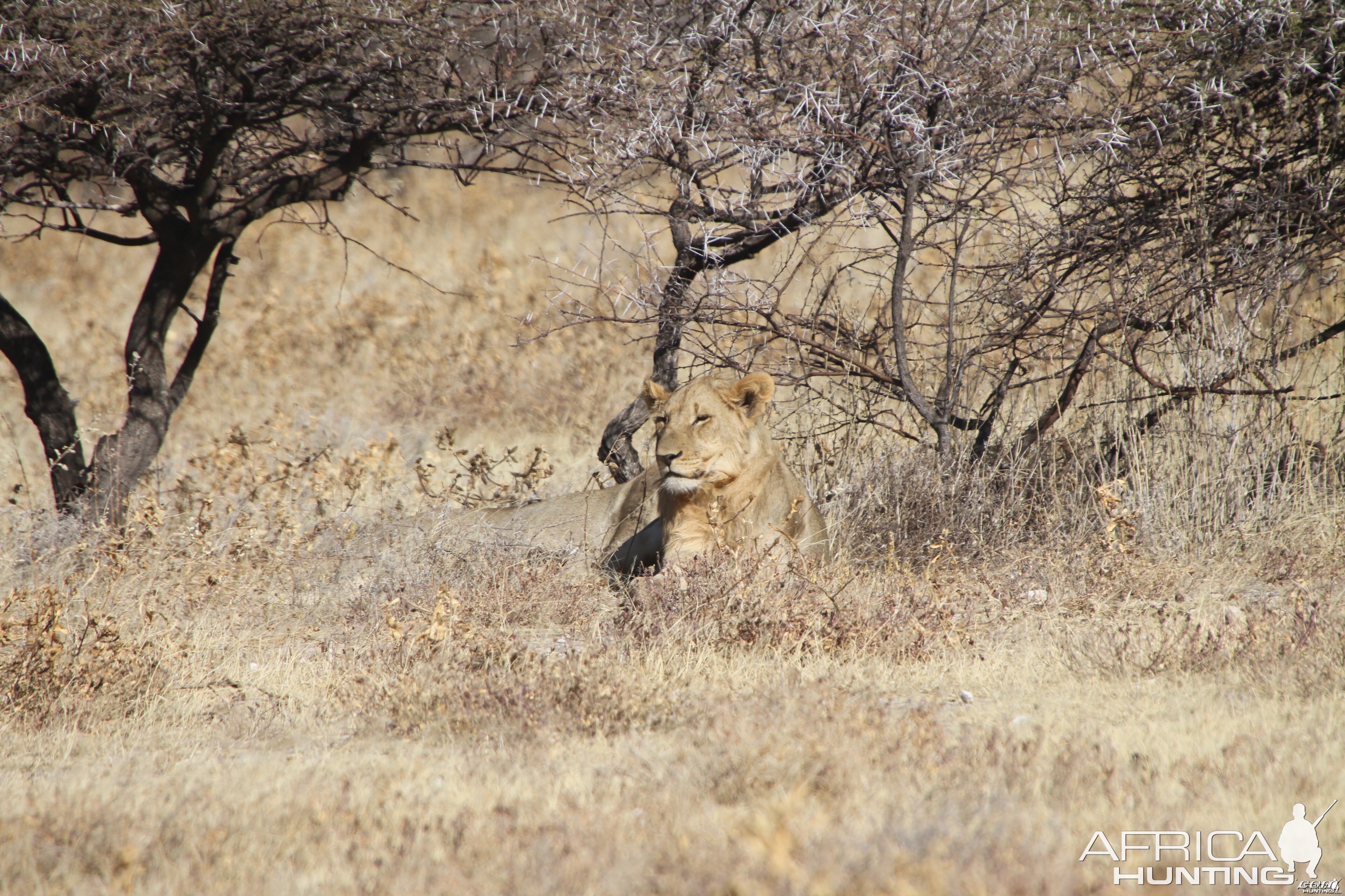 Lion at Etosha National Park