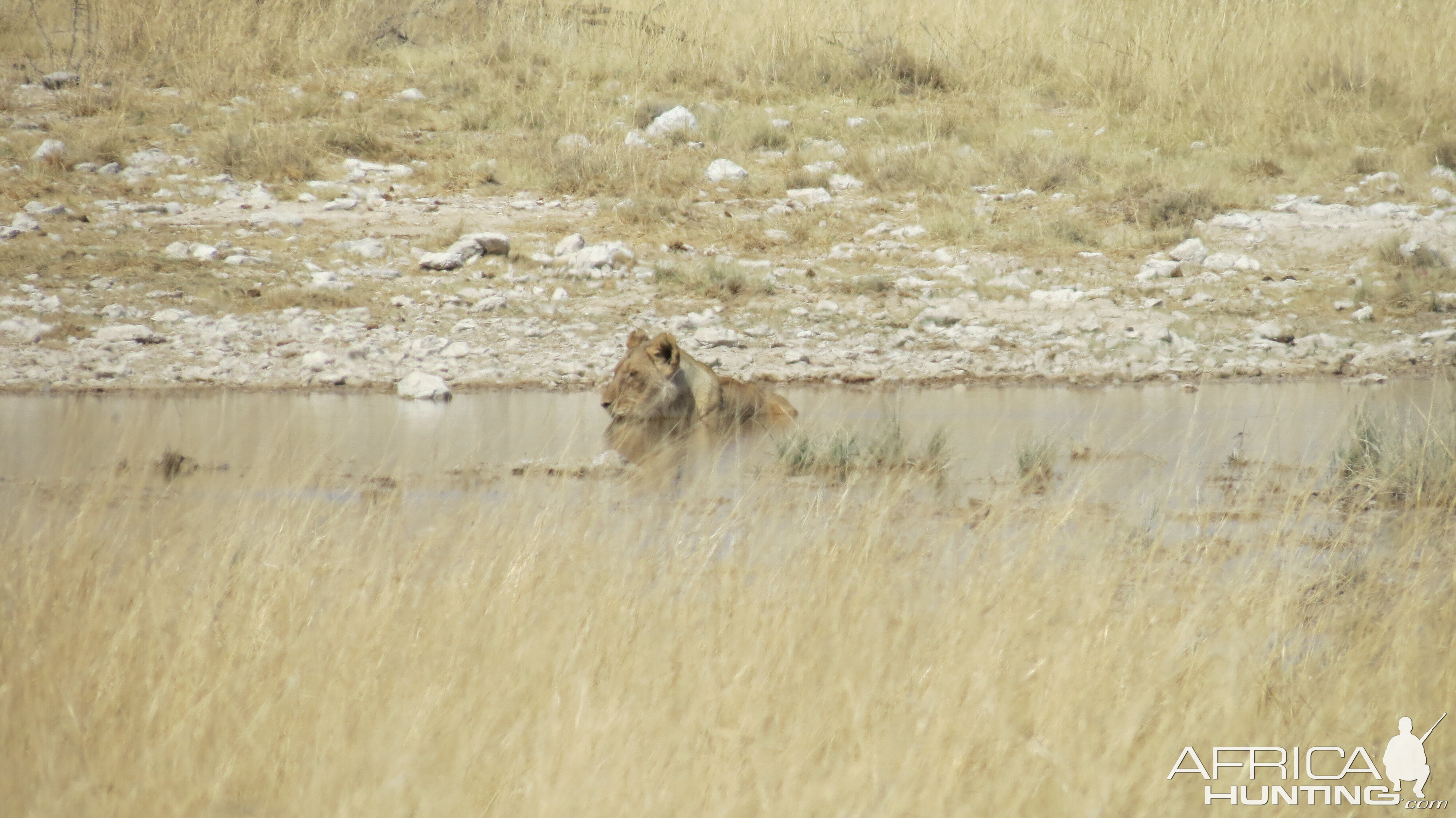 Lion at Etosha National Park