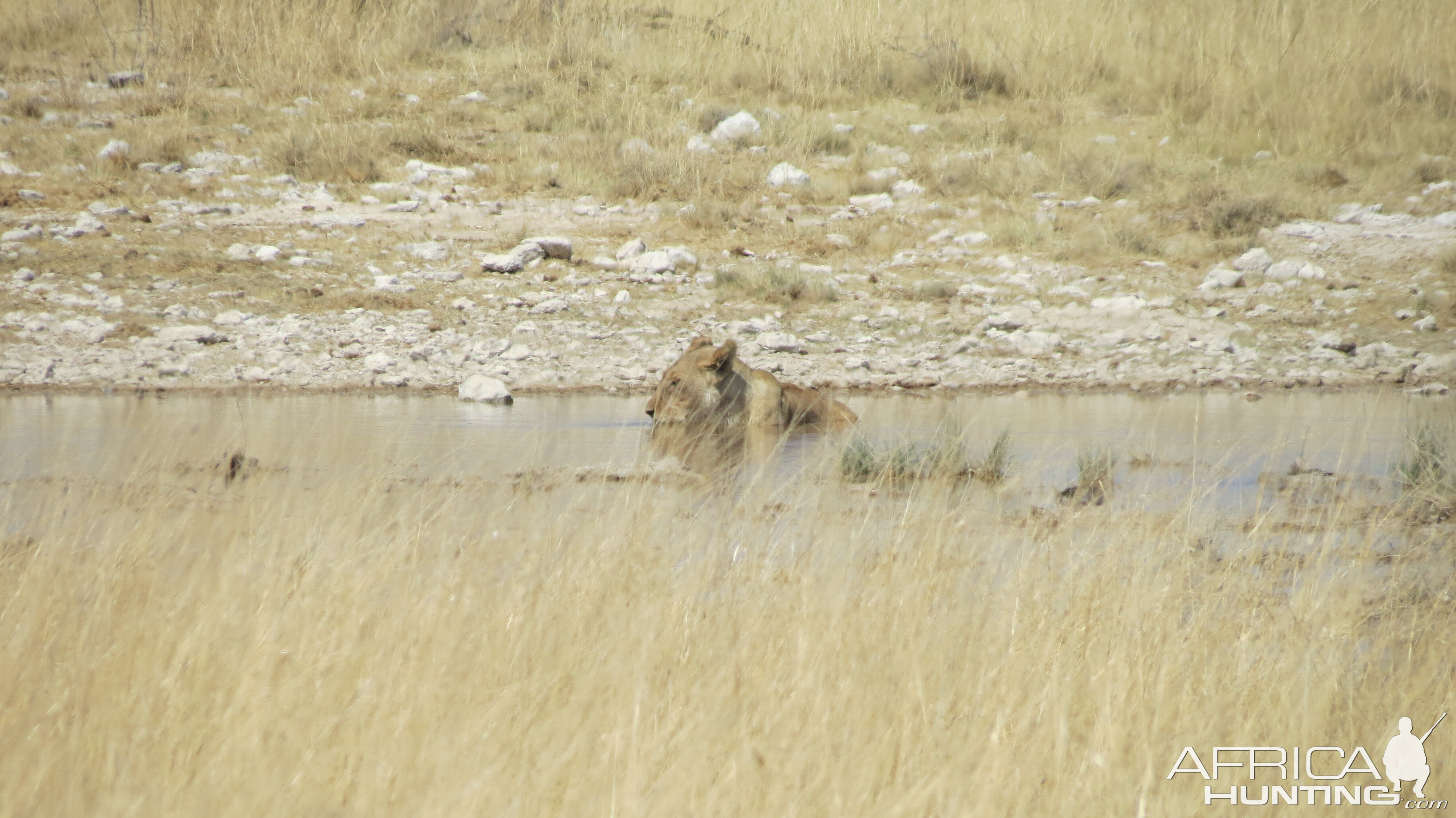 Lion at Etosha National Park