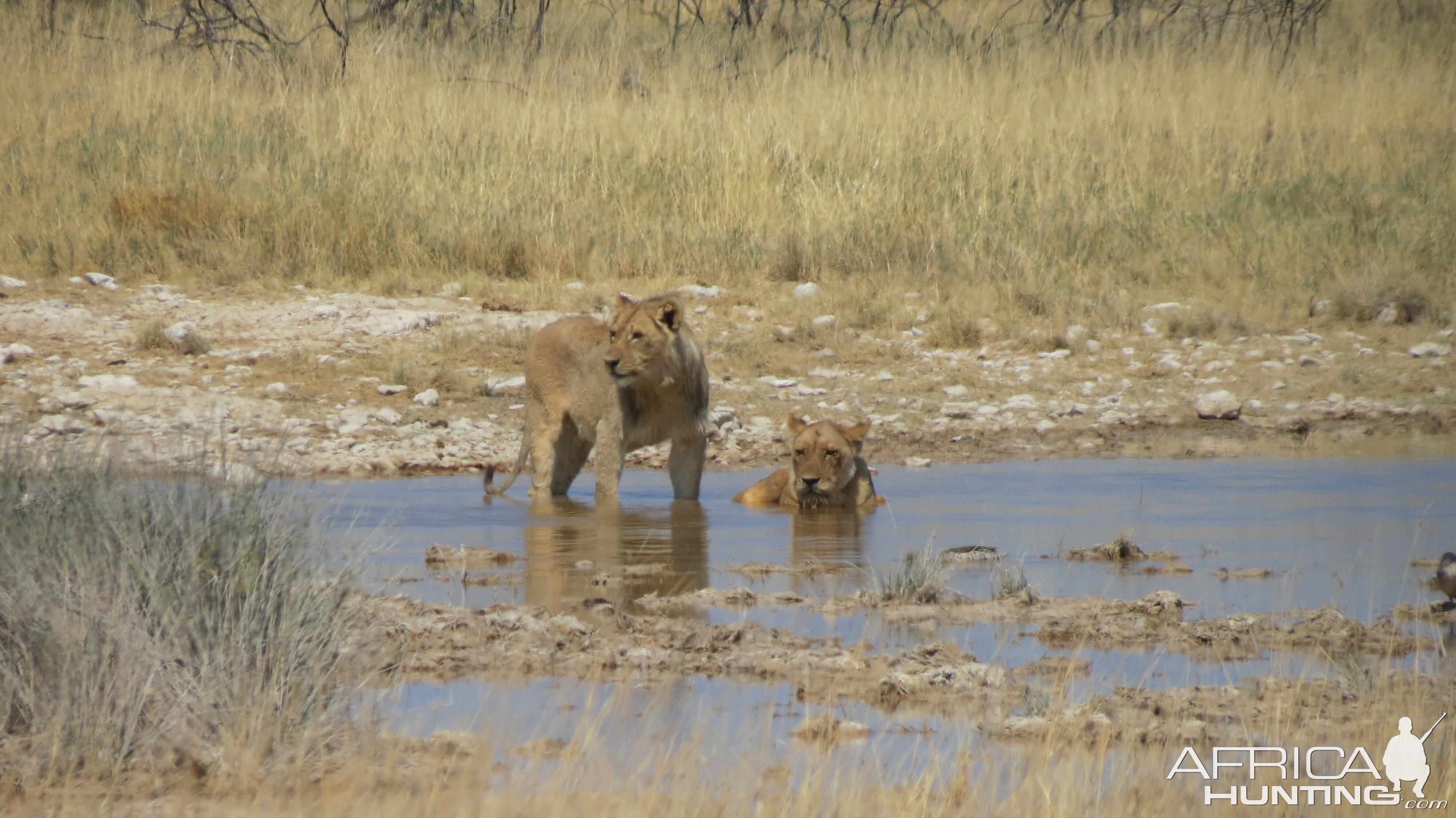 Lion at Etosha National Park