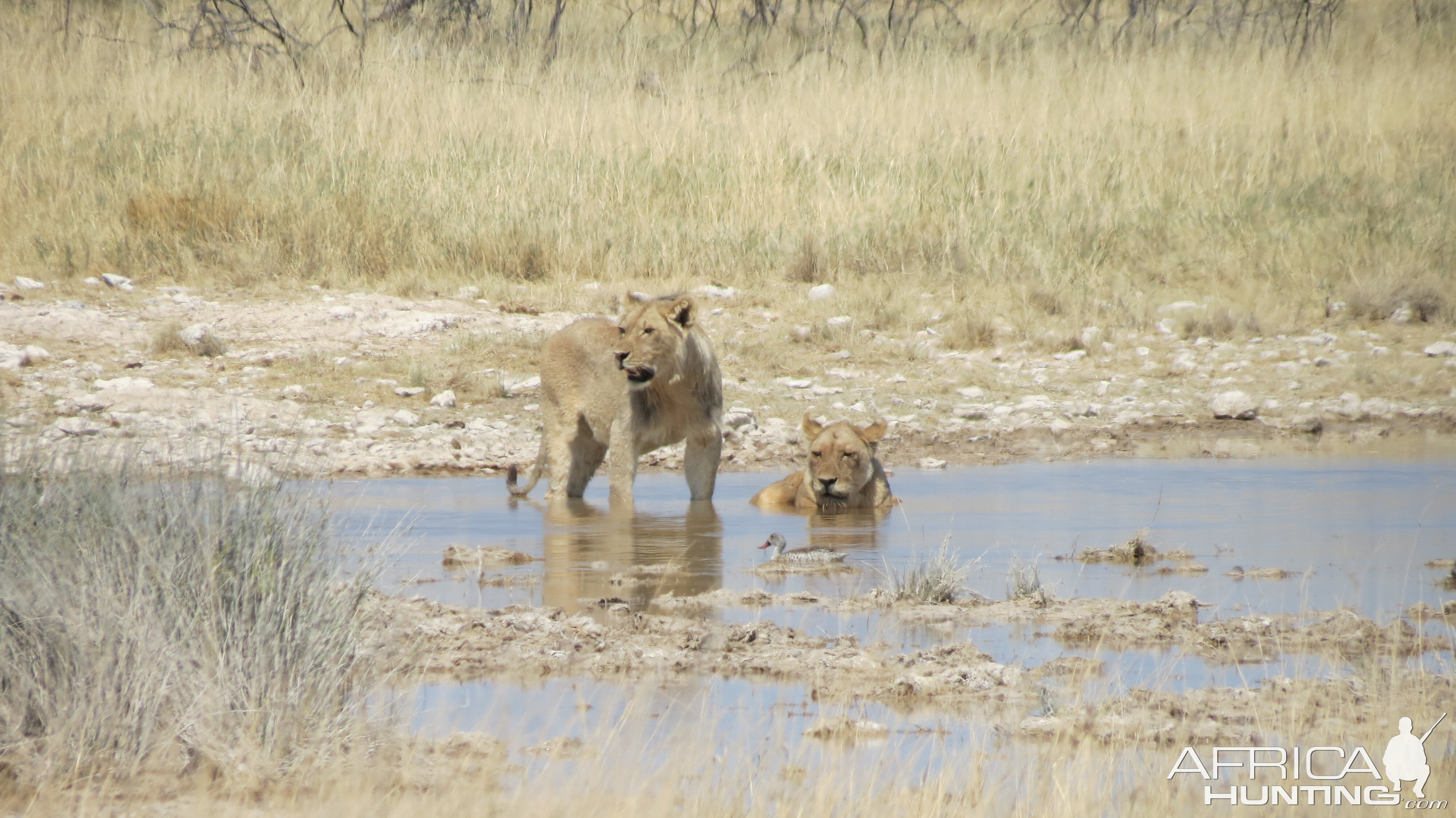 Lion at Etosha National Park