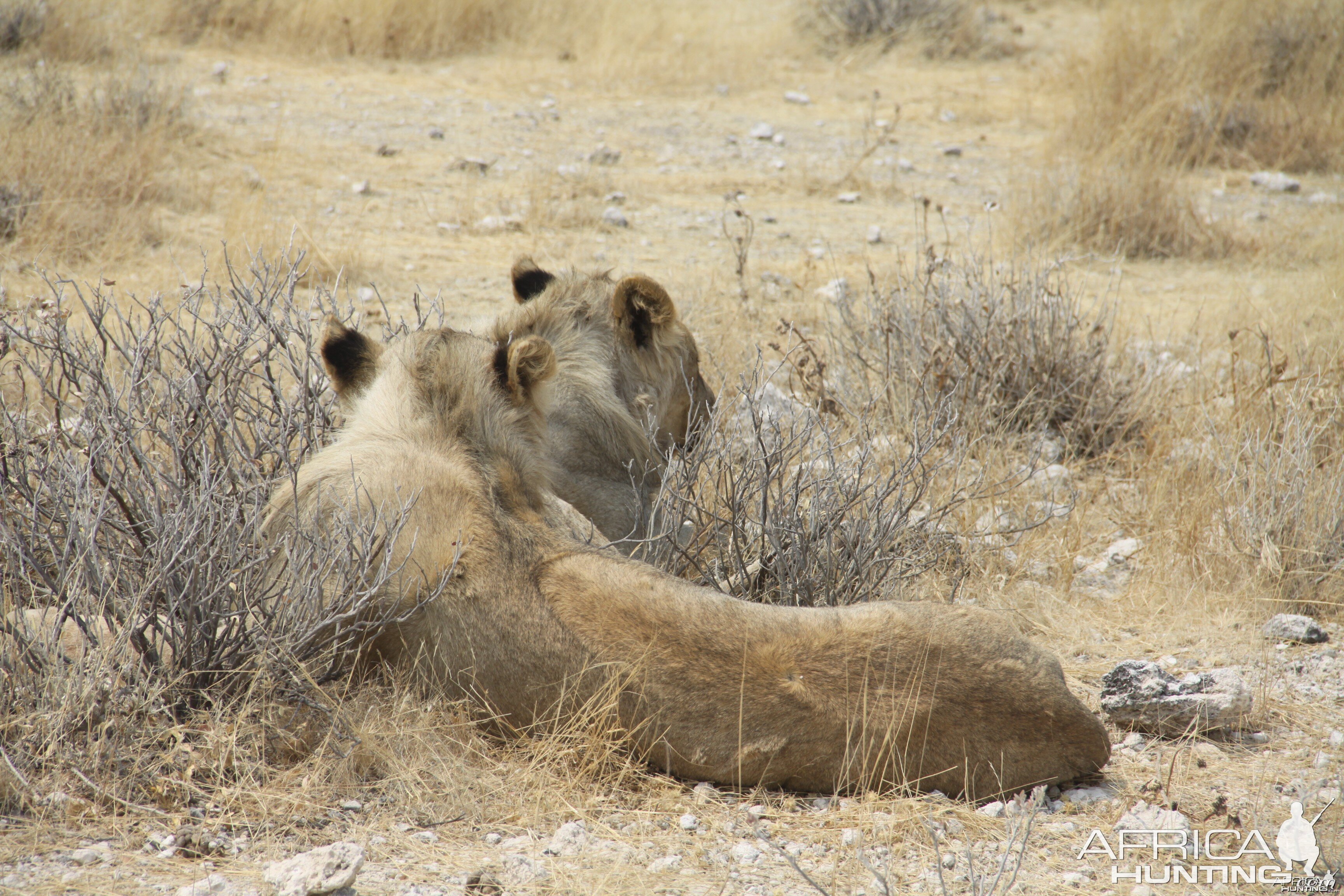 Lion at Etosha National Park