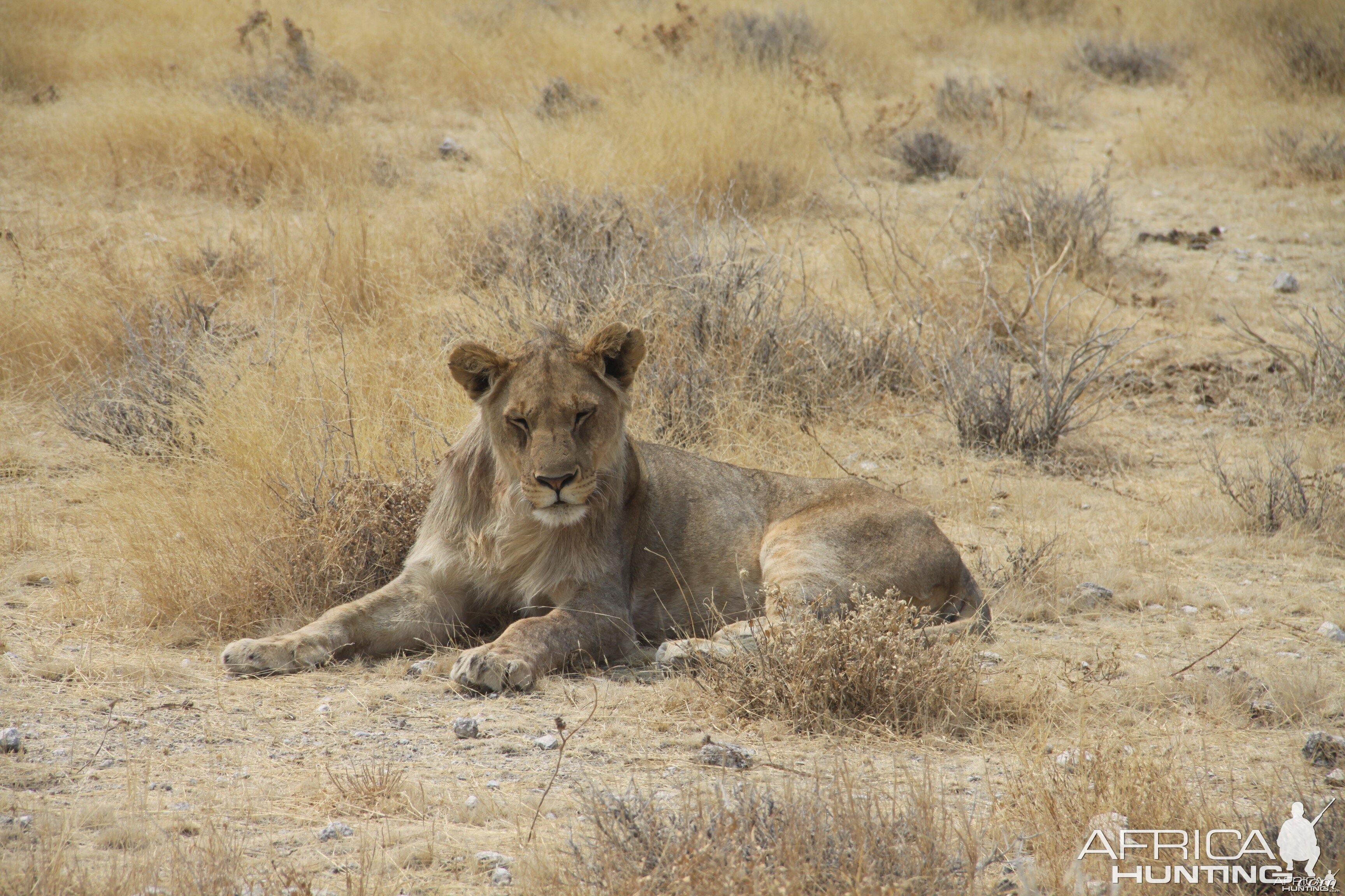 Lion at Etosha National Park