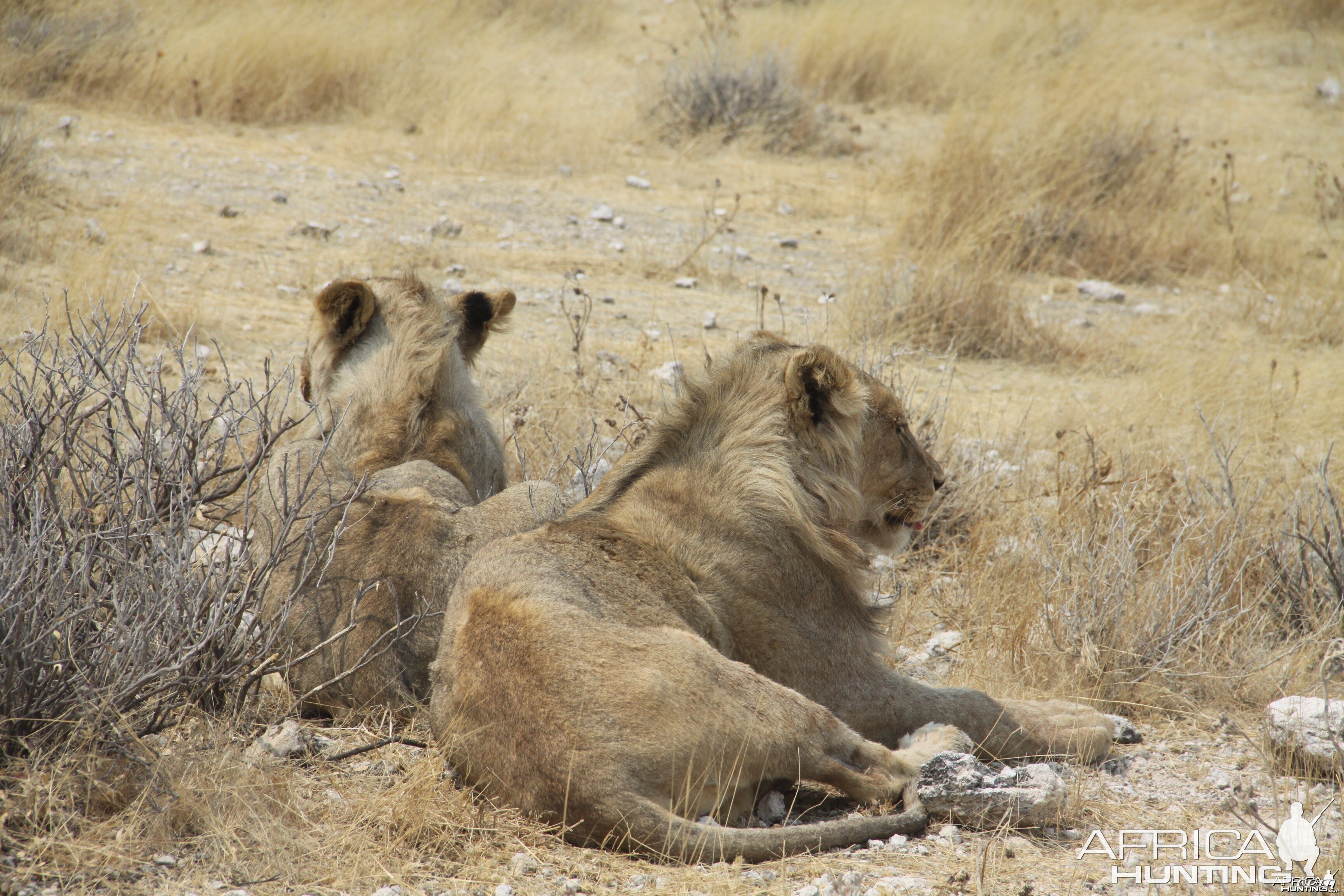 Lion at Etosha National Park