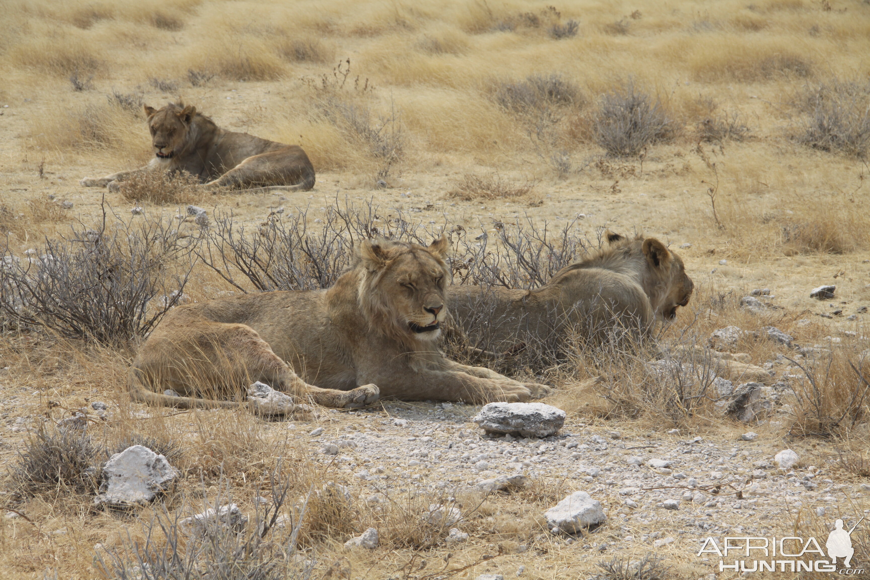 Lion at Etosha National Park