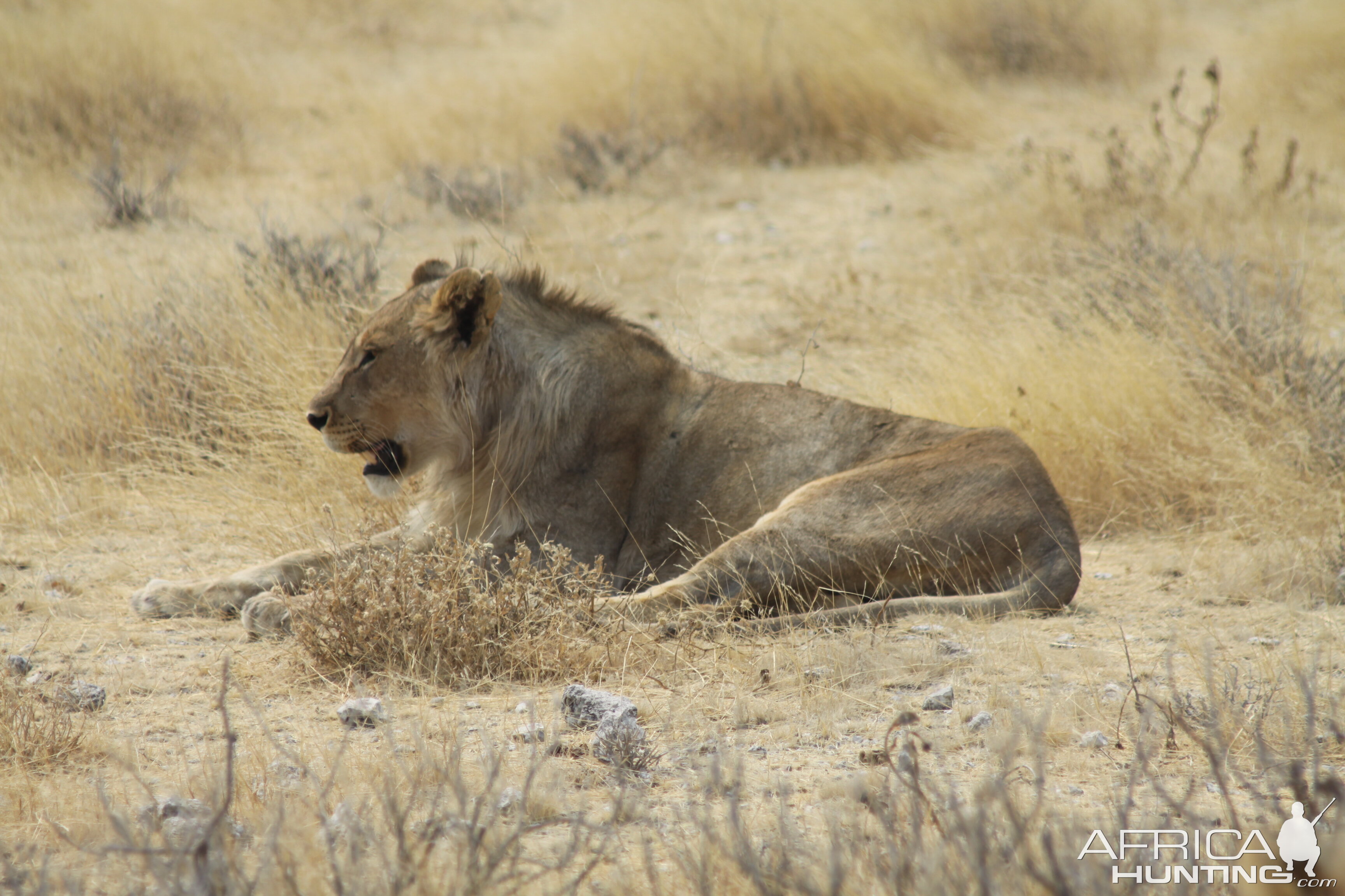 Lion at Etosha National Park