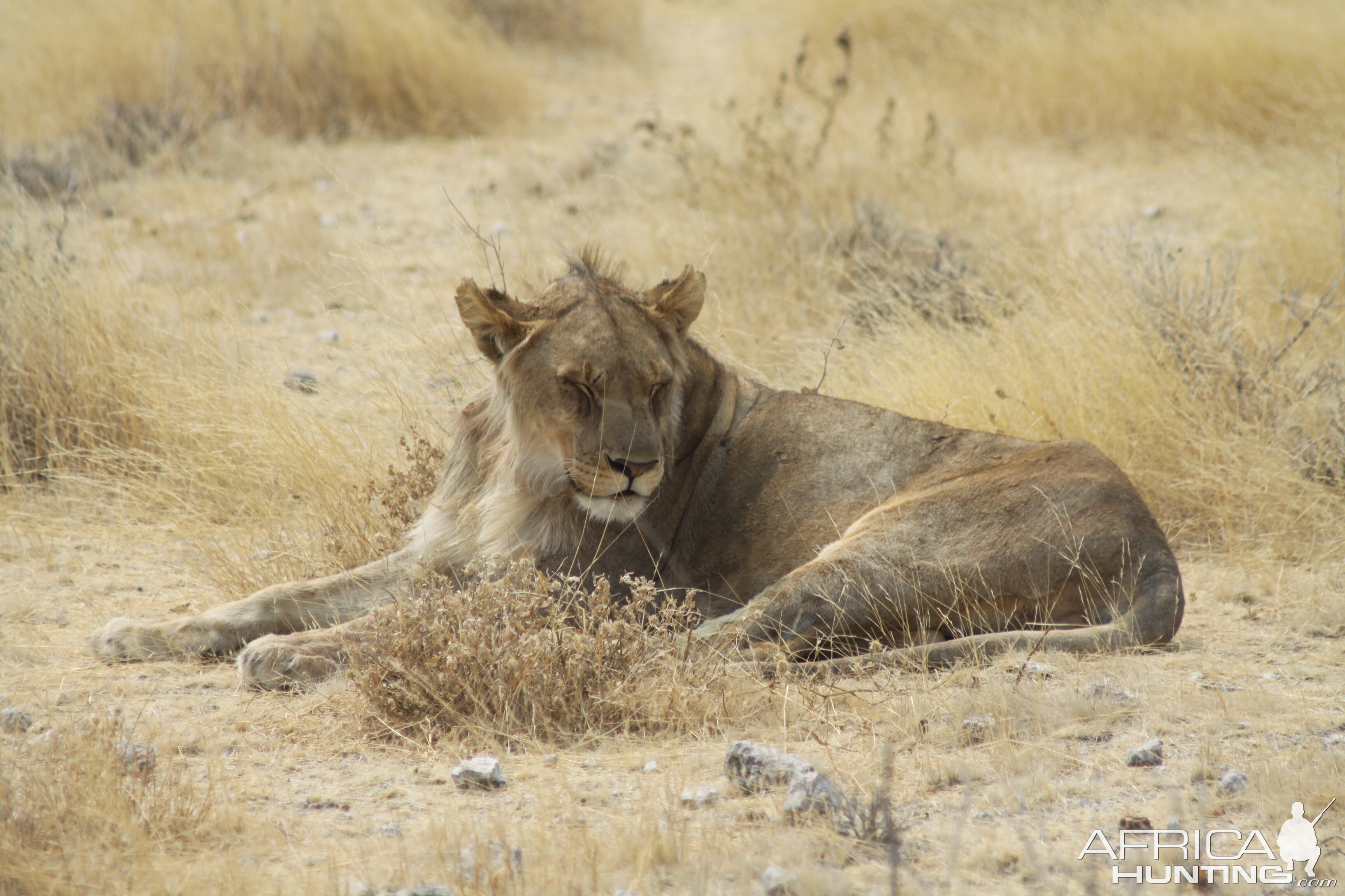 Lion at Etosha National Park