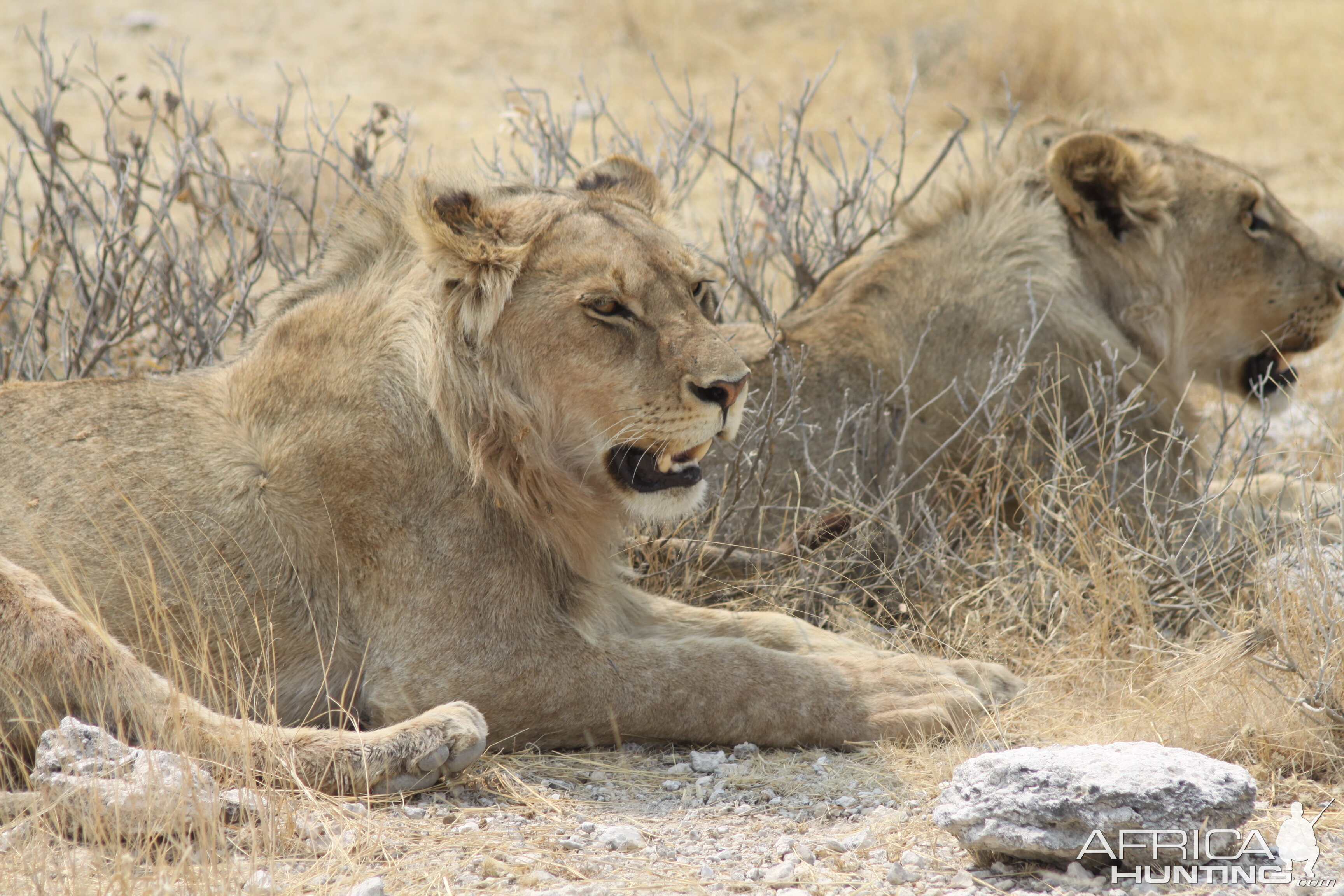 Lion at Etosha National Park