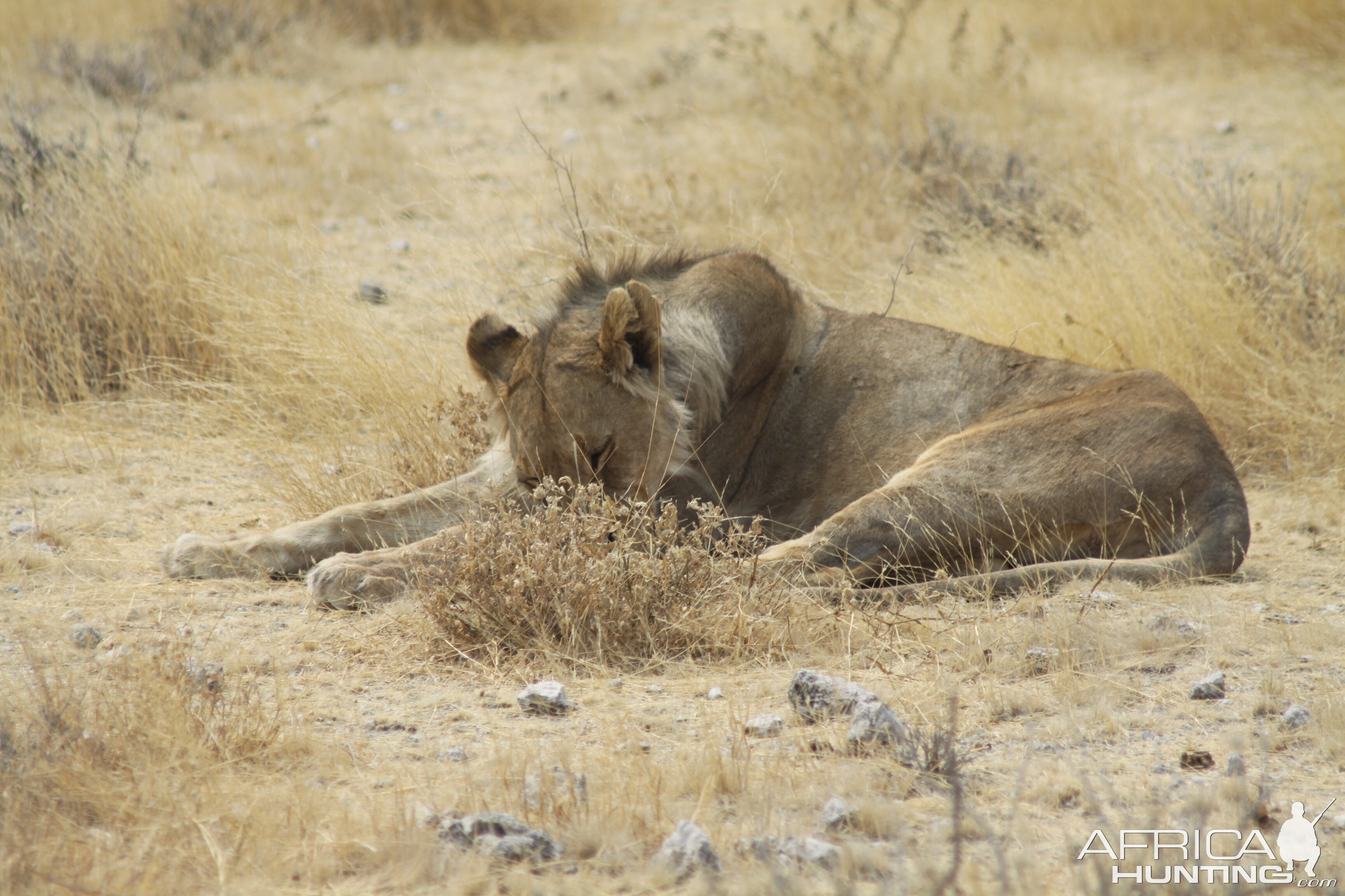 Lion at Etosha National Park