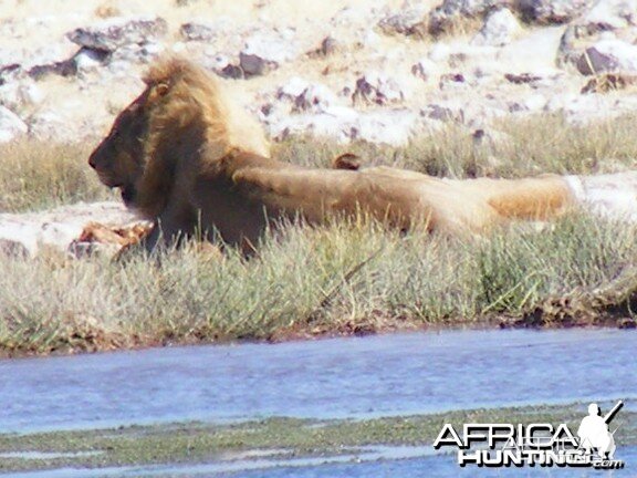 Lion at Etosha