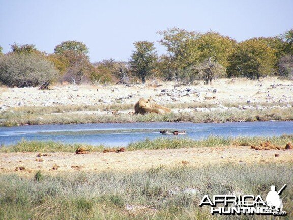 Lion at Etosha