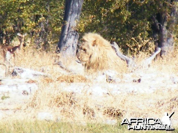 Lion at Etosha