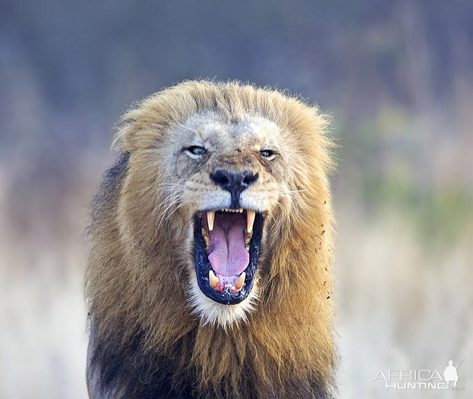 Lion at Kruger National Park