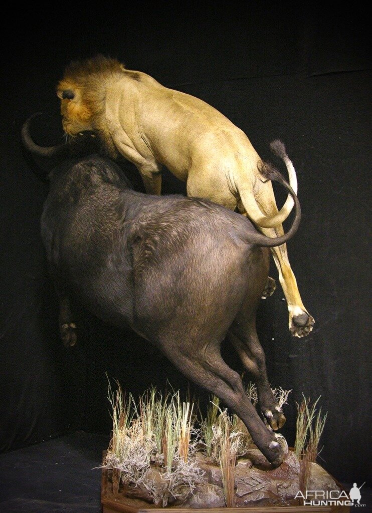 Lion Attacking Cape Buffalo Mount, Lion Attacking Cape Buffalo Taxidermy