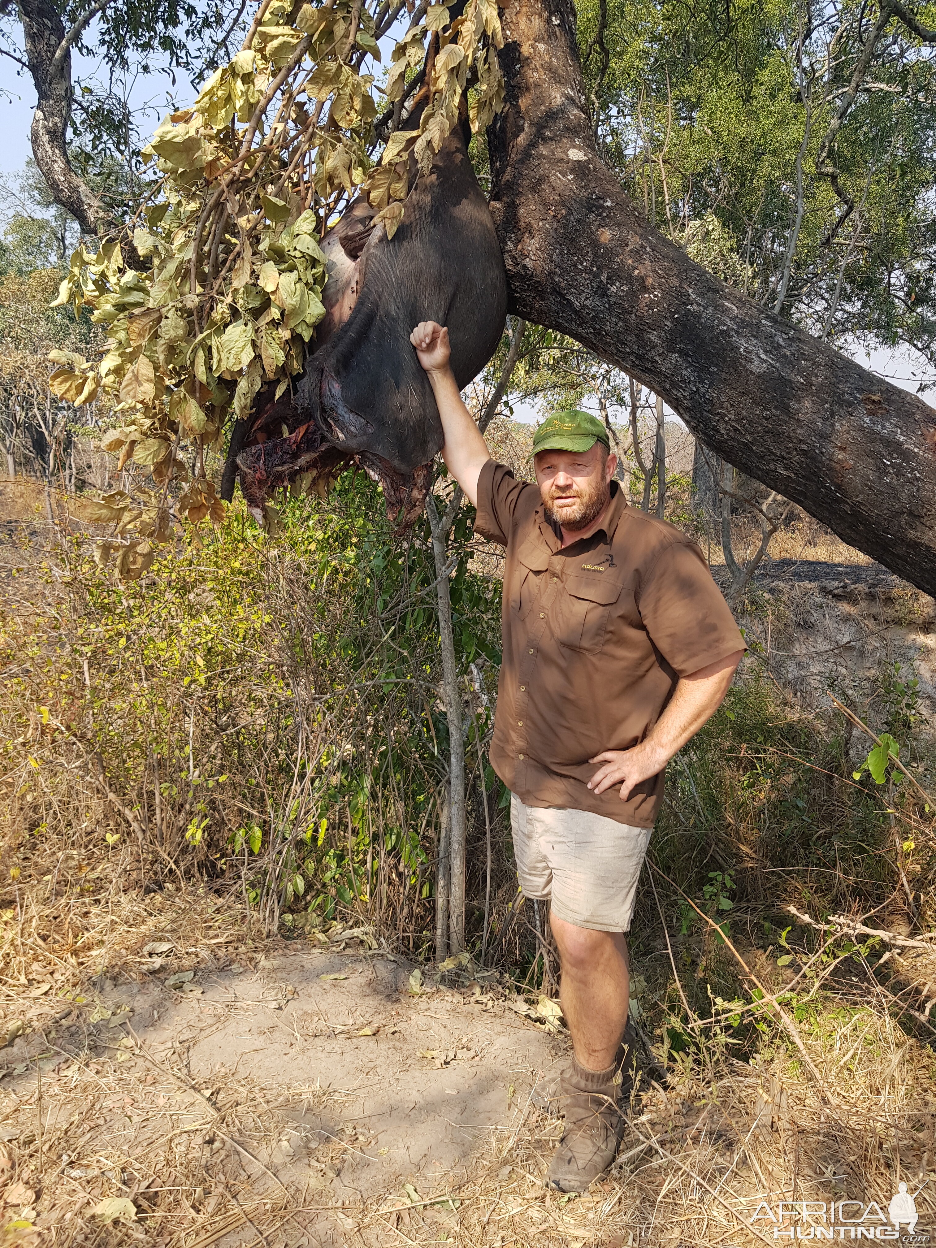 Lion Baiting Tanzania