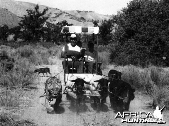 Lion, Bear and Sheep pulling wagon