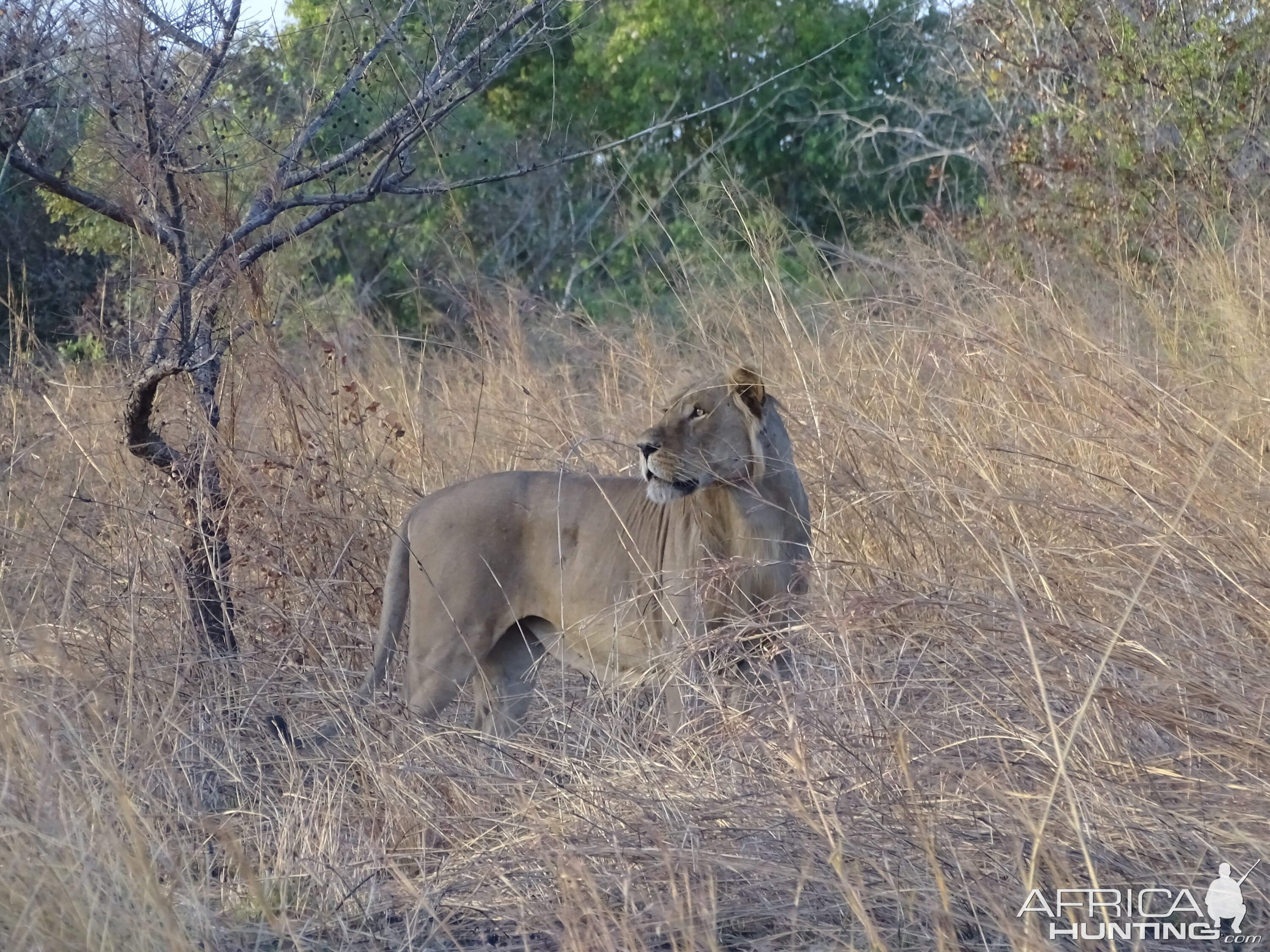 Lion Benin Wildlife