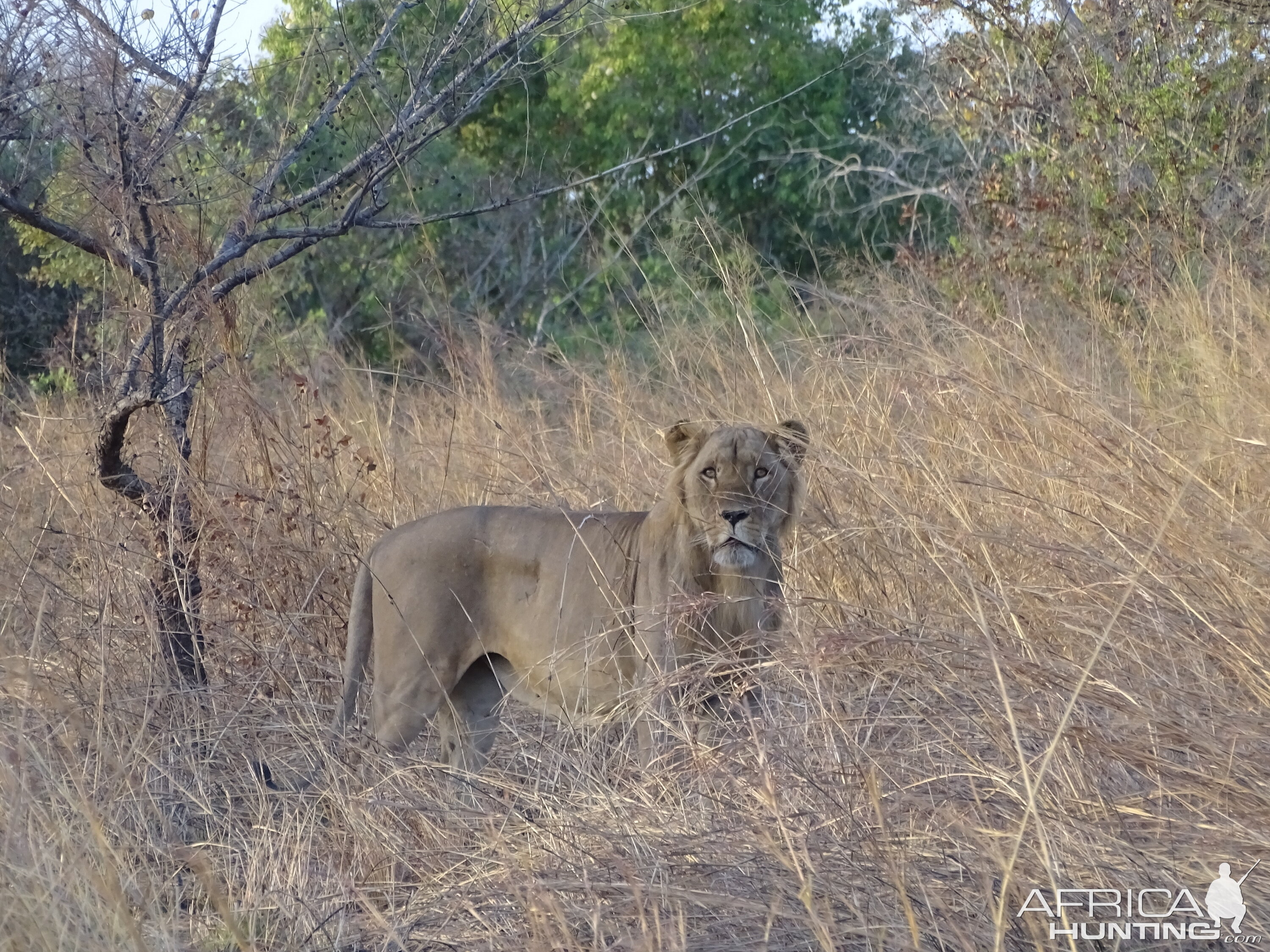 Lion Benin Wildlife