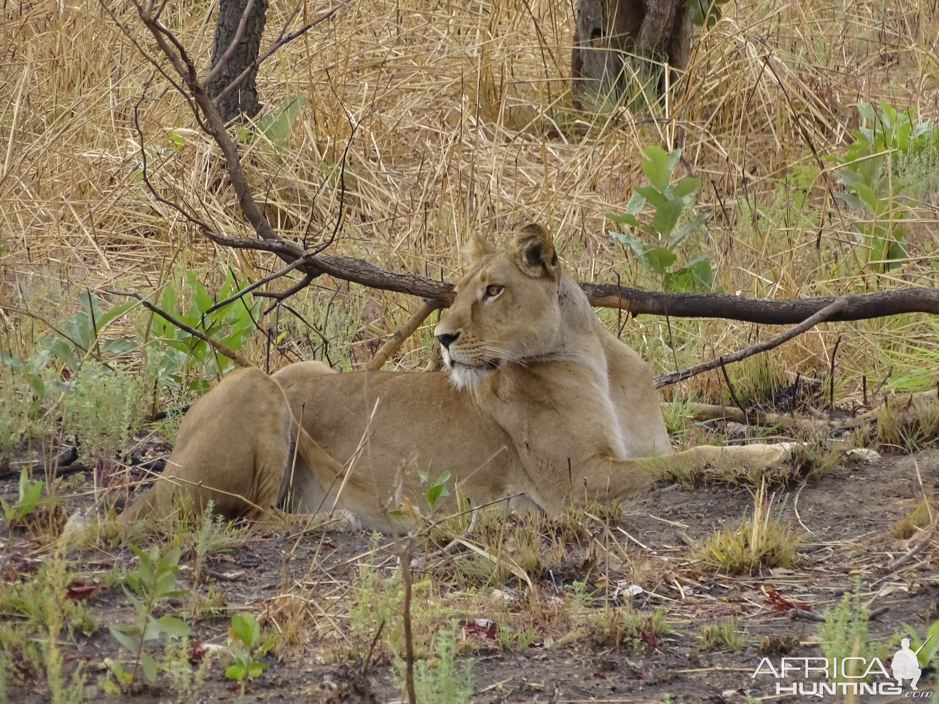 Lion Benin Wildlife