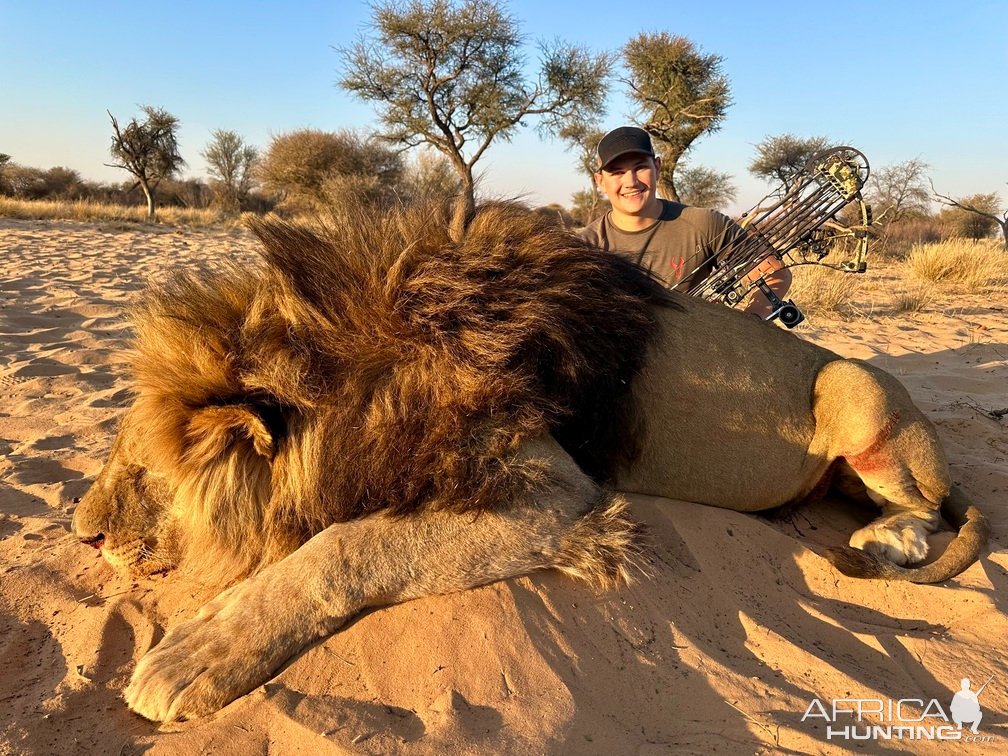 Lion Bow Hunt South Africa