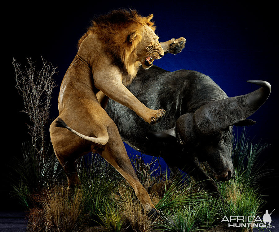 Lion & Buffalo Full Mount Taxidermy