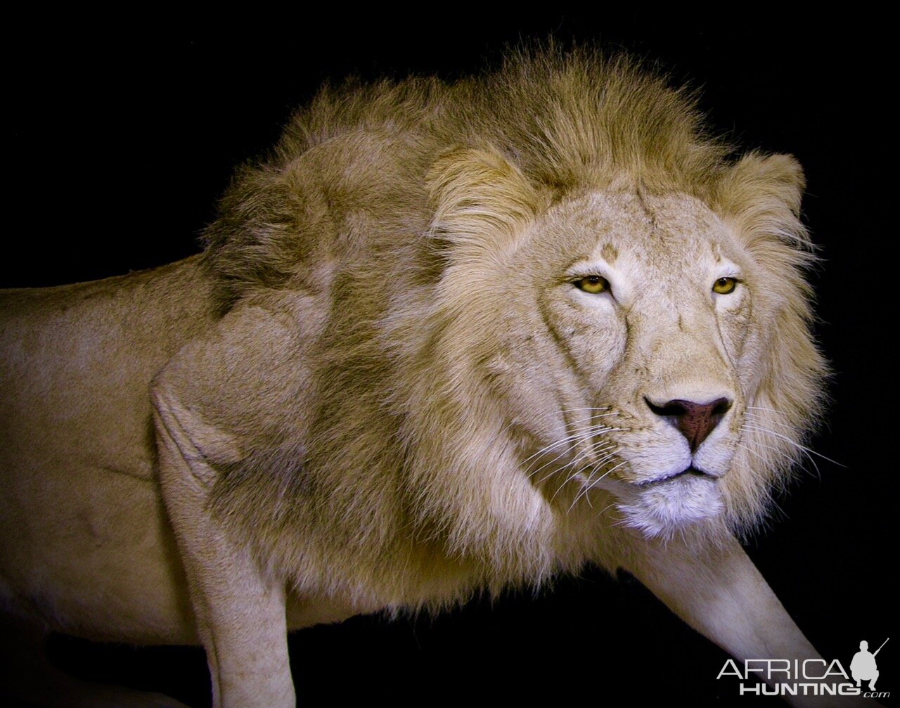 Lion By The Artistry of Wildlife