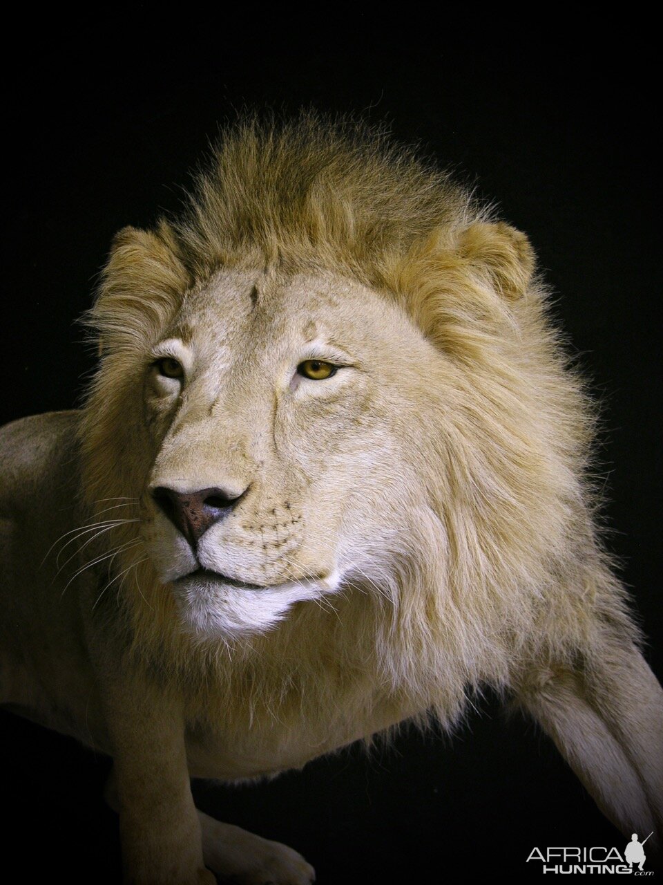 Lion By The Artistry of Wildlife