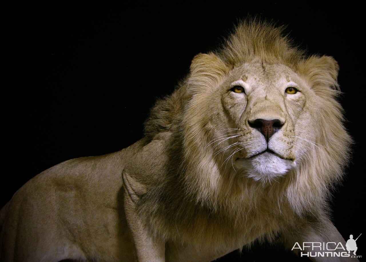 Lion By The Artistry of Wildlife