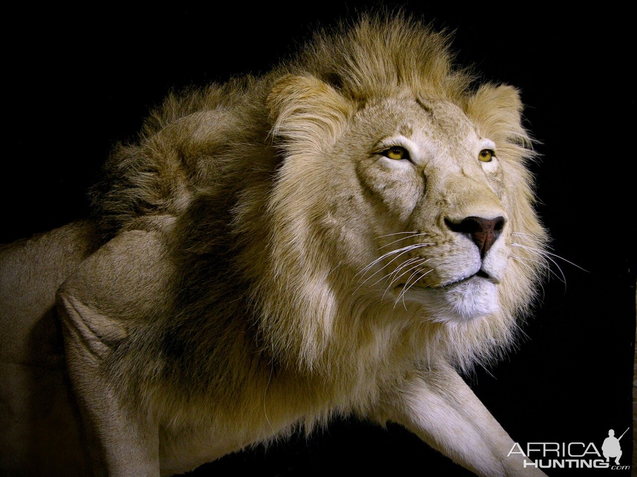 Lion By The Artistry of Wildlife