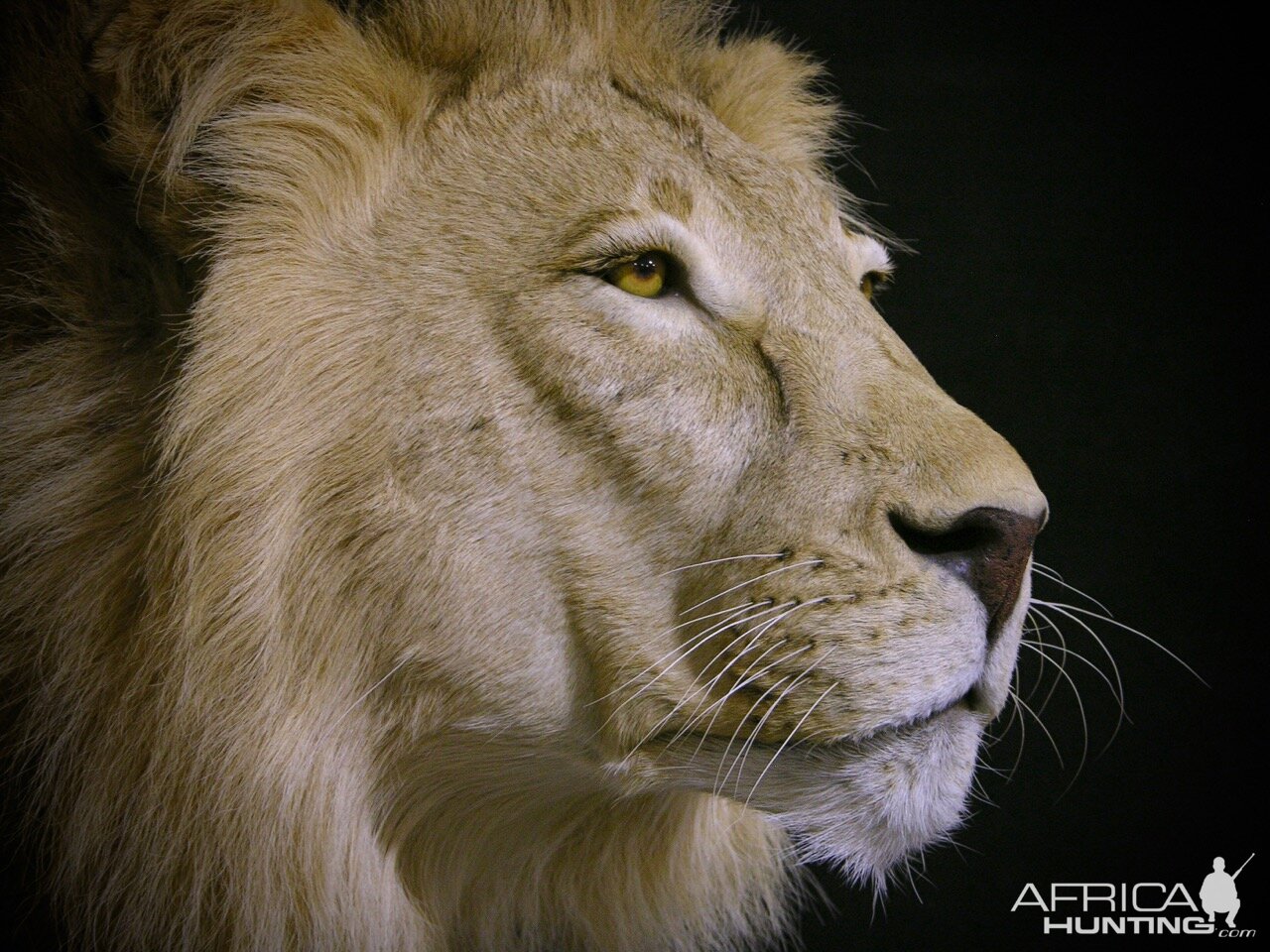 Lion By The Artistry of Wildlife