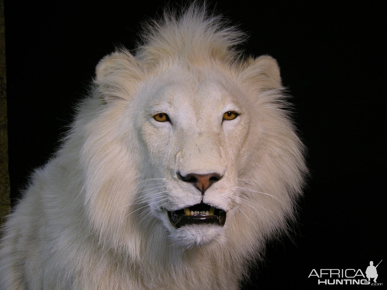 Lion by The Artistry of Wildlife